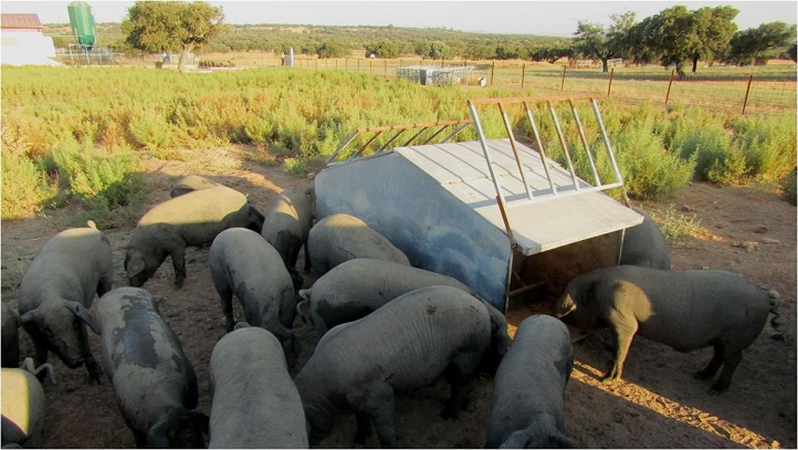 cerdo ibérico