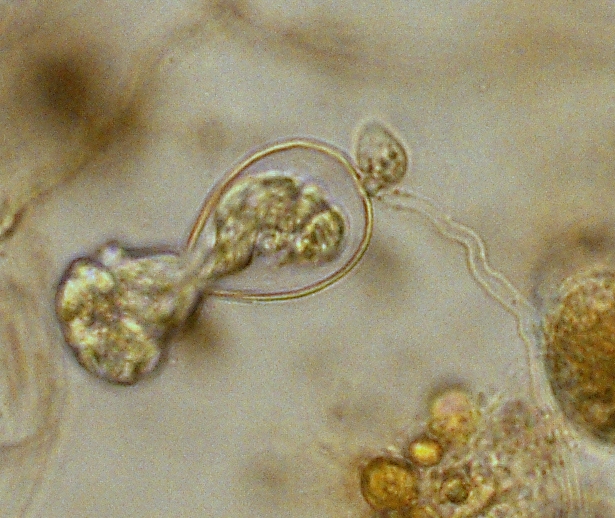 zoospora infectiva