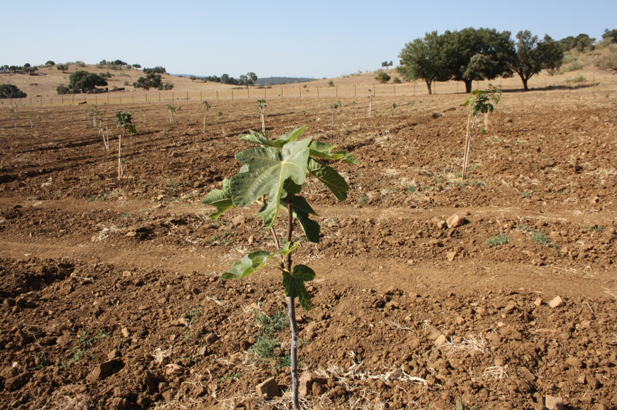 campo ensayo higuera