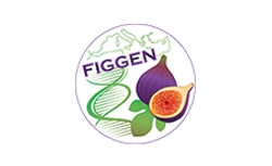 Figgen