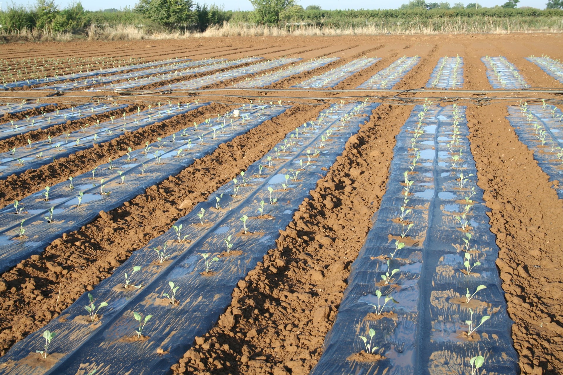 Vegetable crops