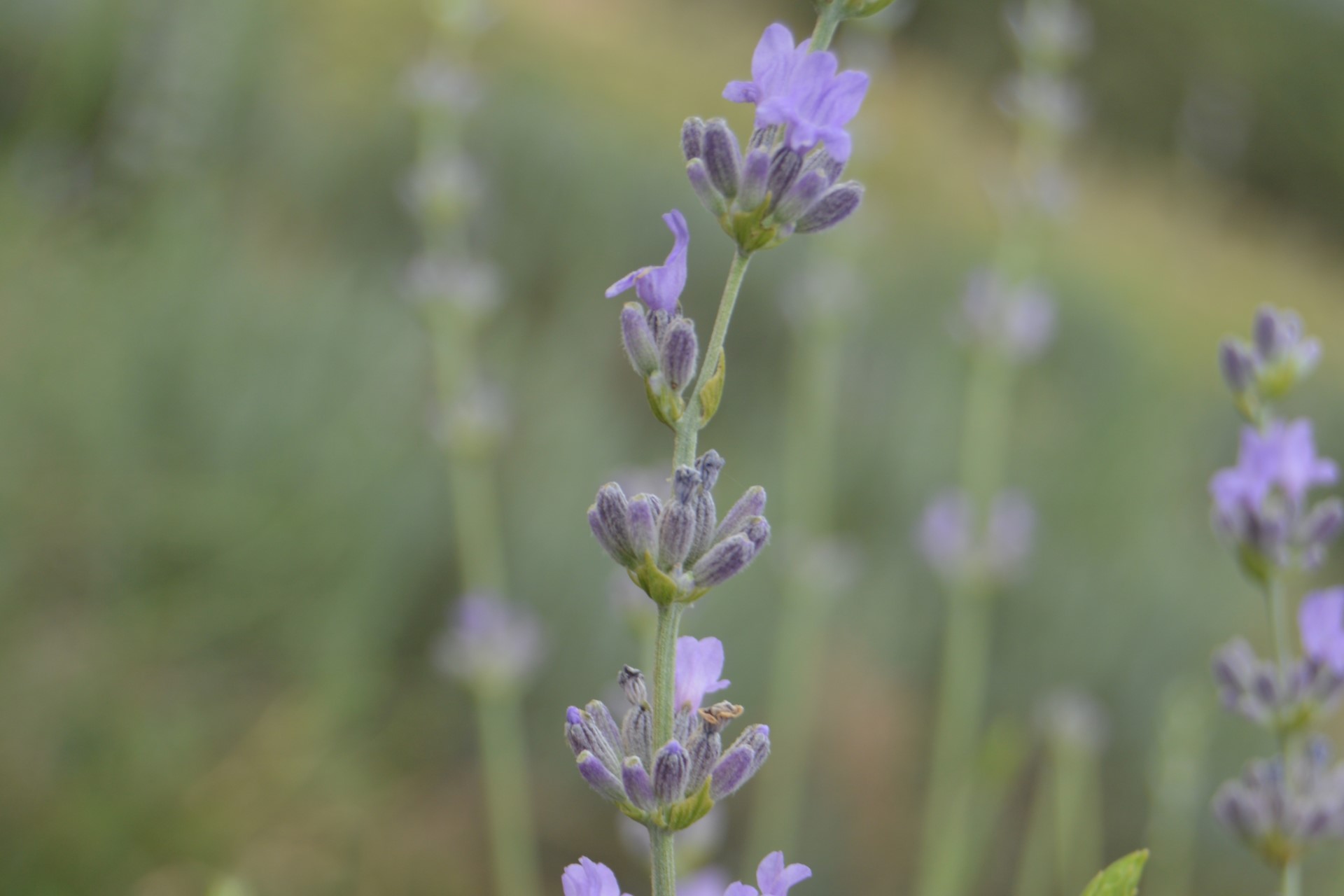 Medicinal, aromatic and condimentary plants