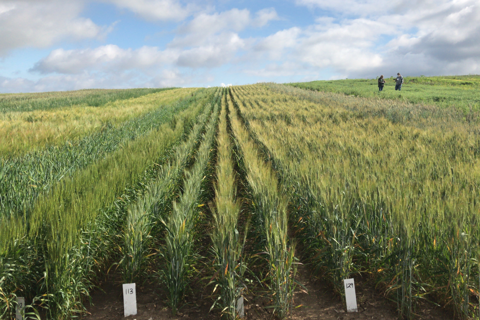 Winter cereals