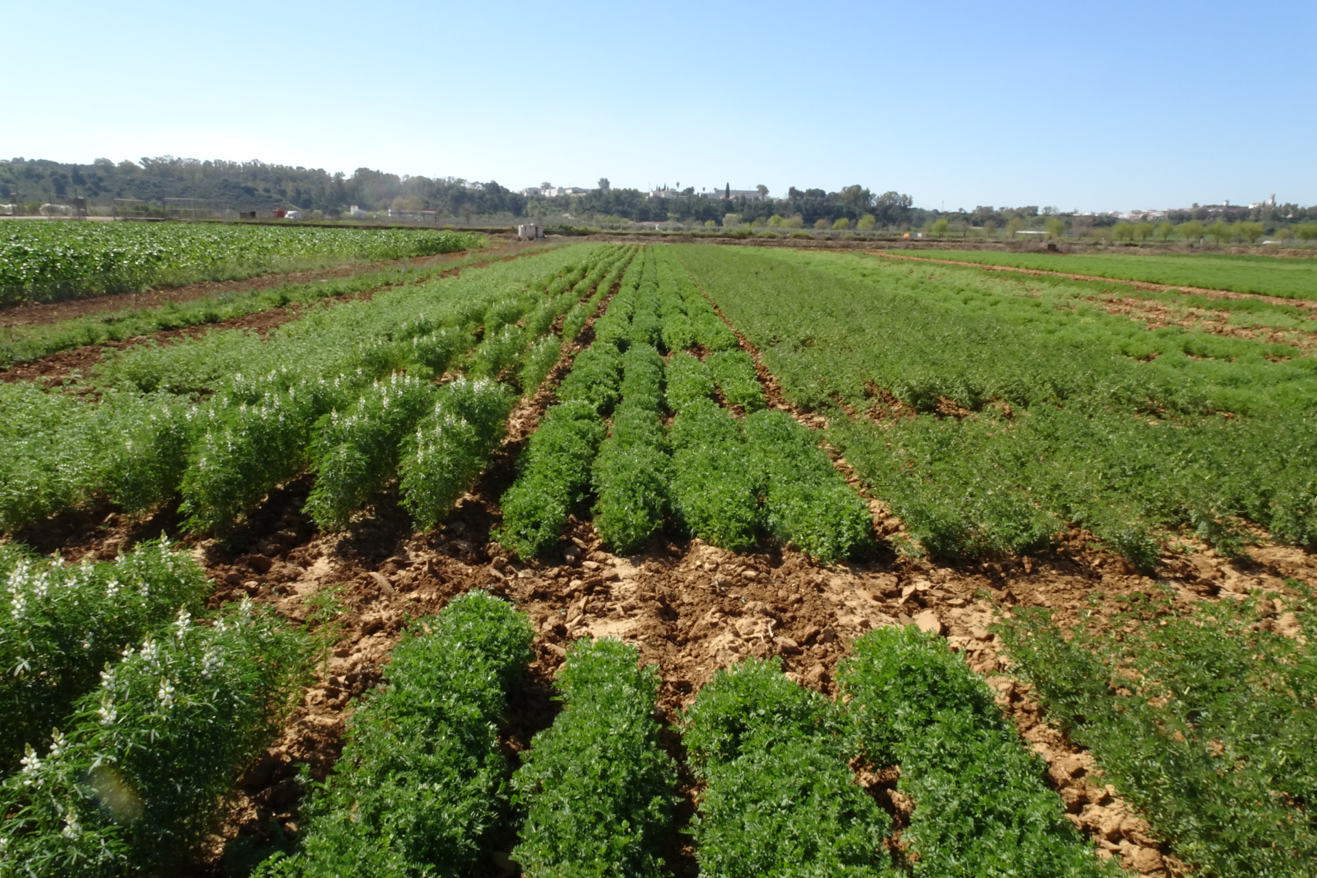 Grain legumes