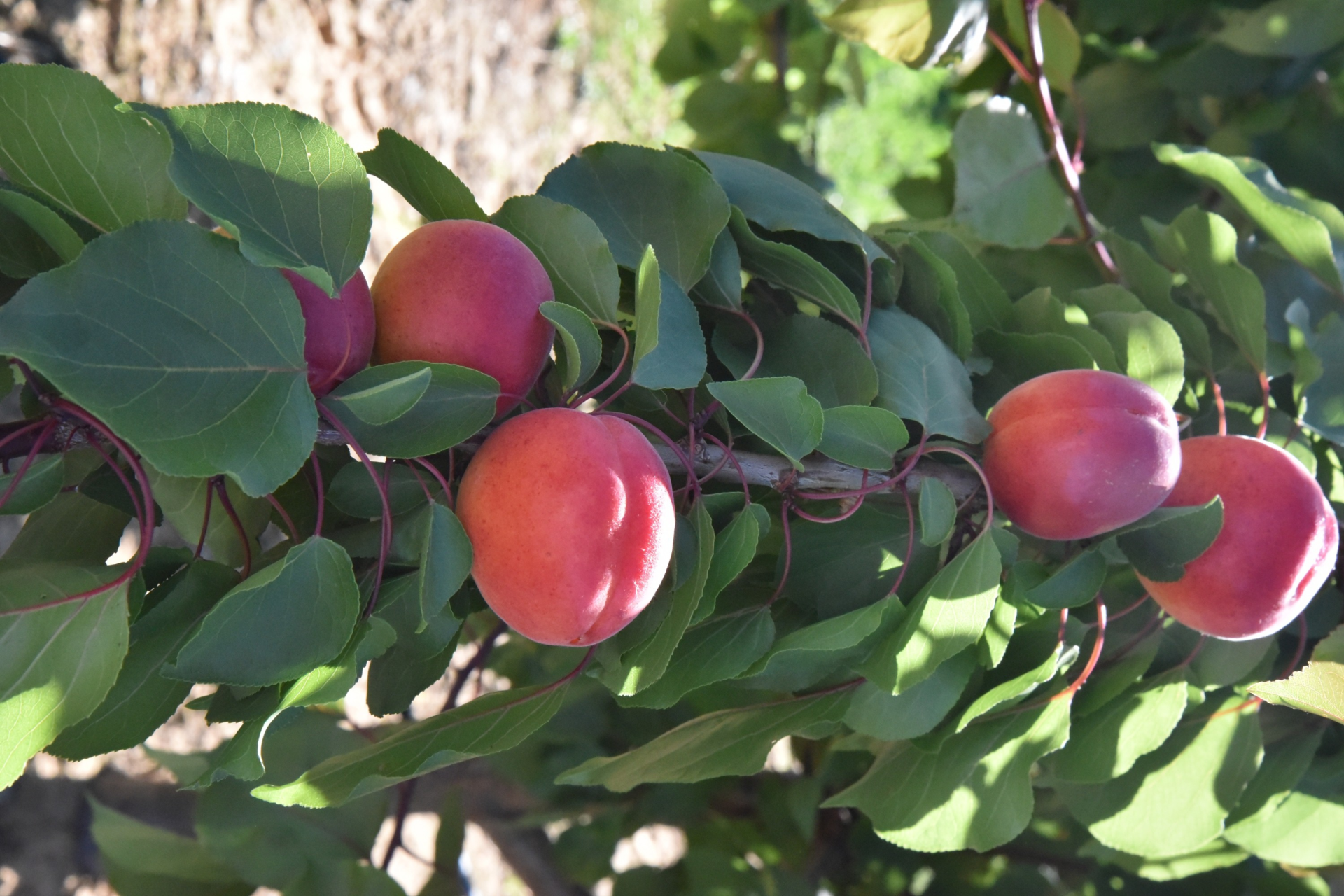 Apricot tree