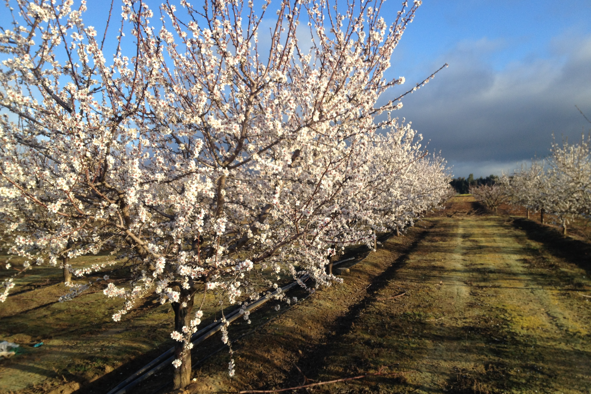 Almond tree