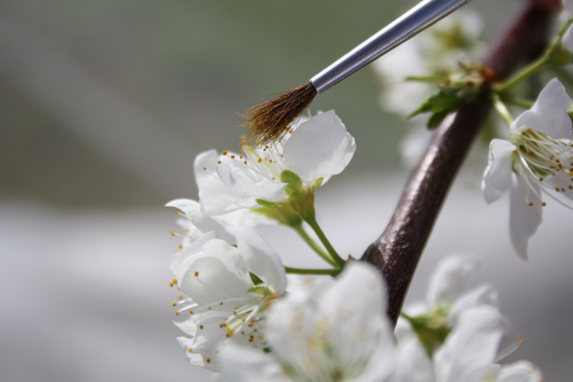 Japanese plum