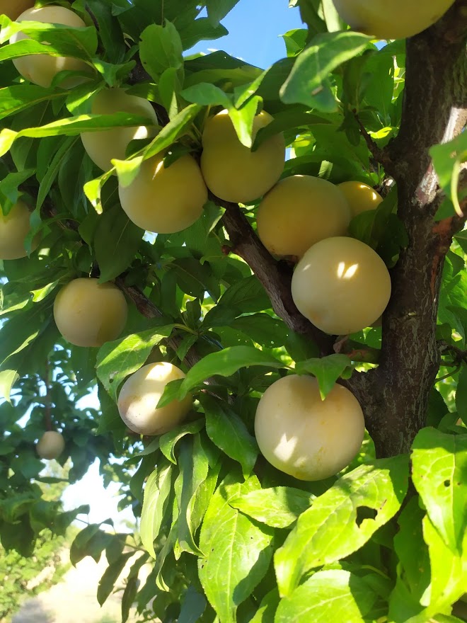 Evaluación del potencial productivo de variedades de ciruelo japonés interesantes para Extremadura