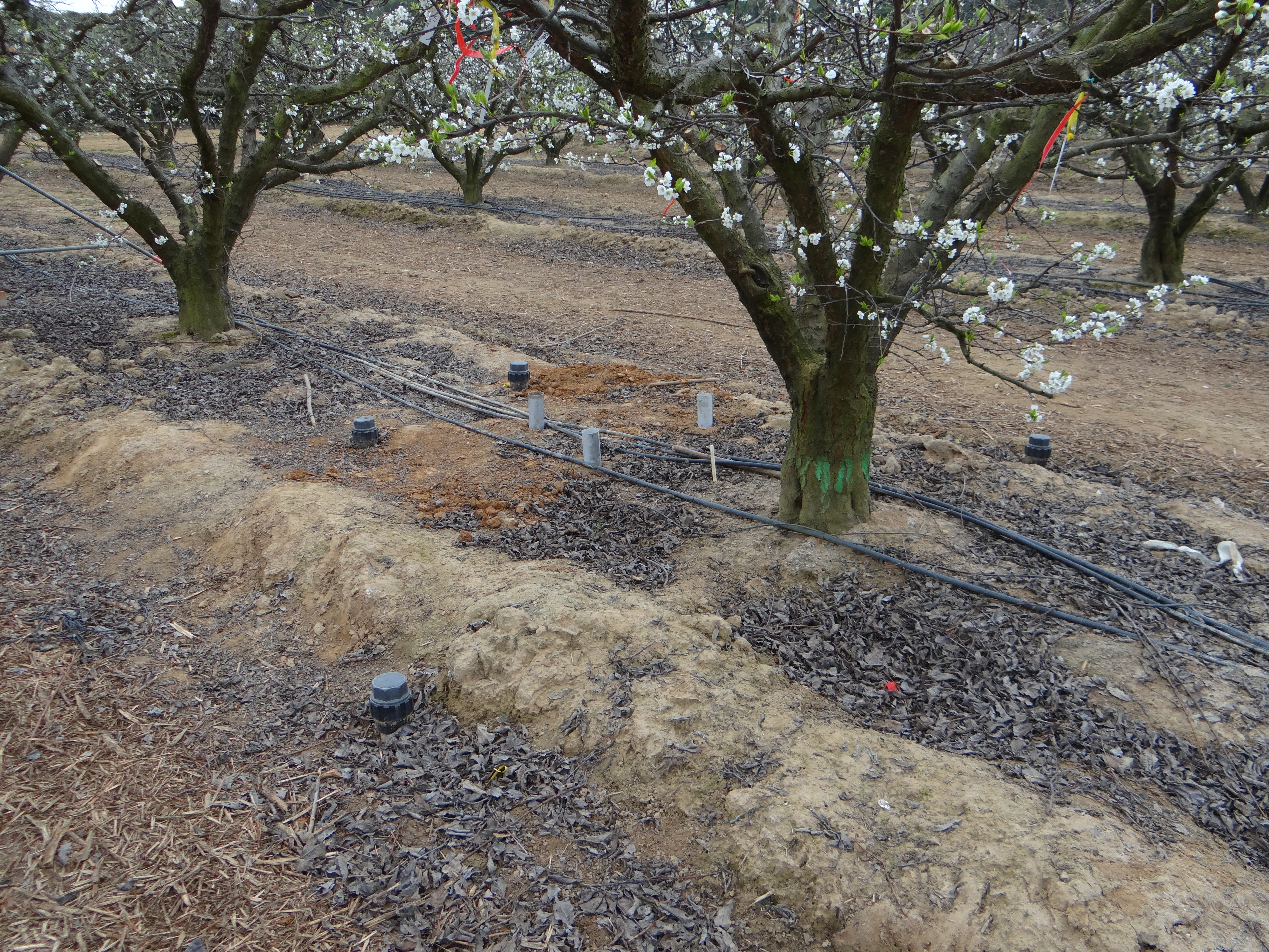 Measurement of soil moisture content in plum plot