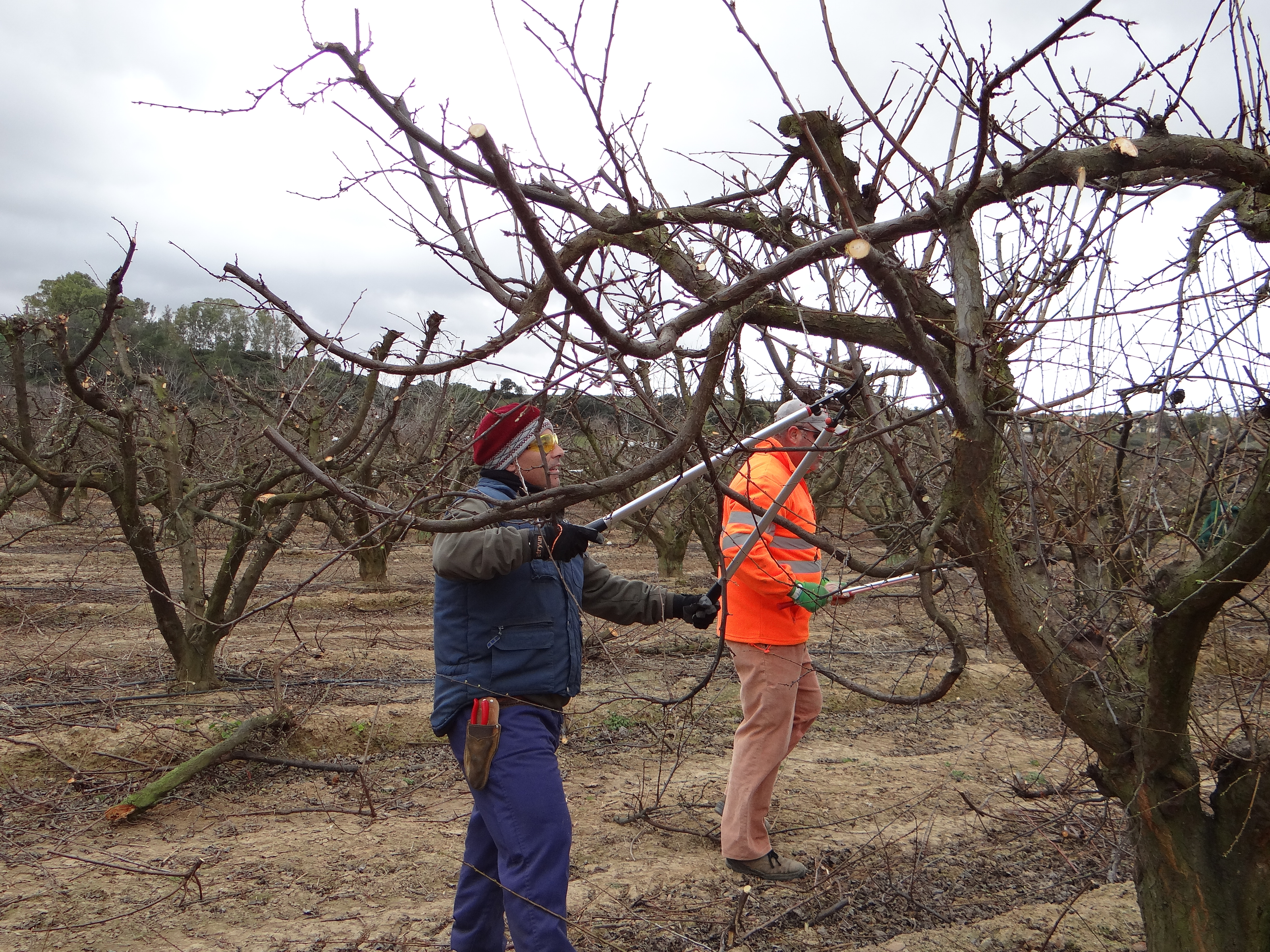 Poda de invierno en parcela de ciruelo