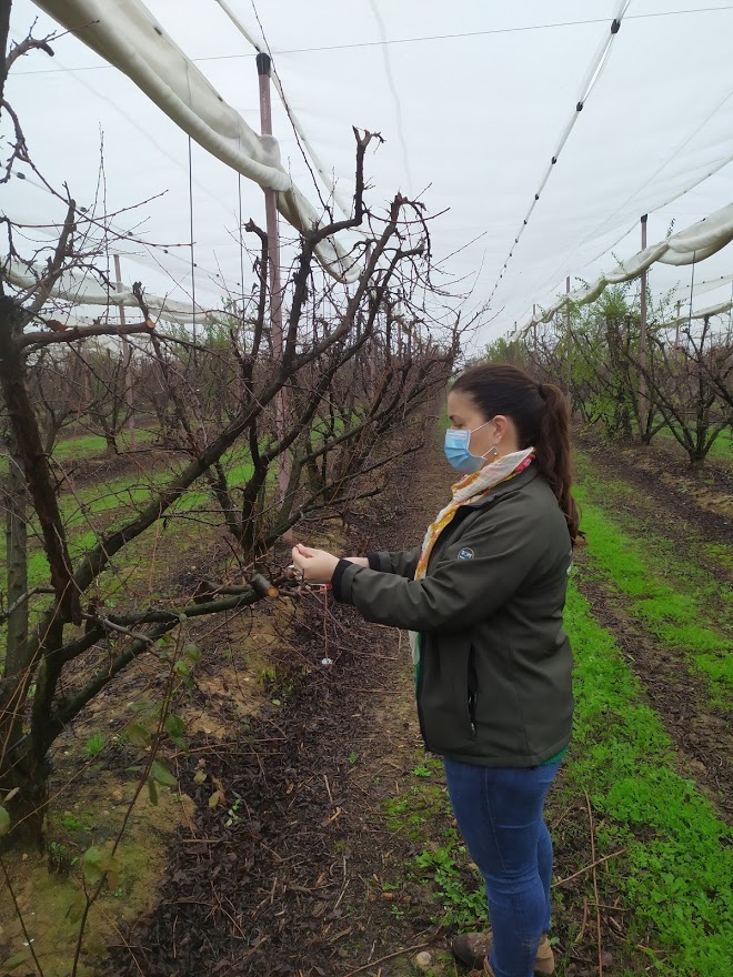 Coleta de galhos para calcular experimentalmente as necessidades climáticas de variedades de frutas de caroço