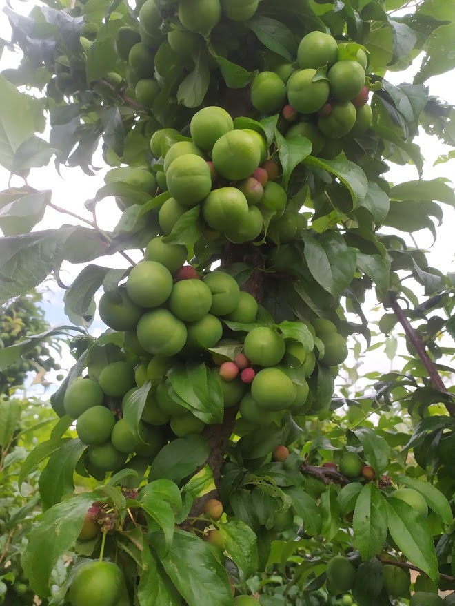 Monitoring of the fruit set process