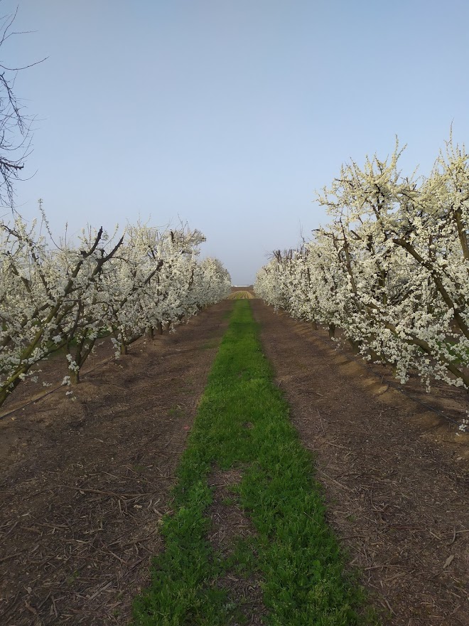 Phenological monitoring of the flowering phase