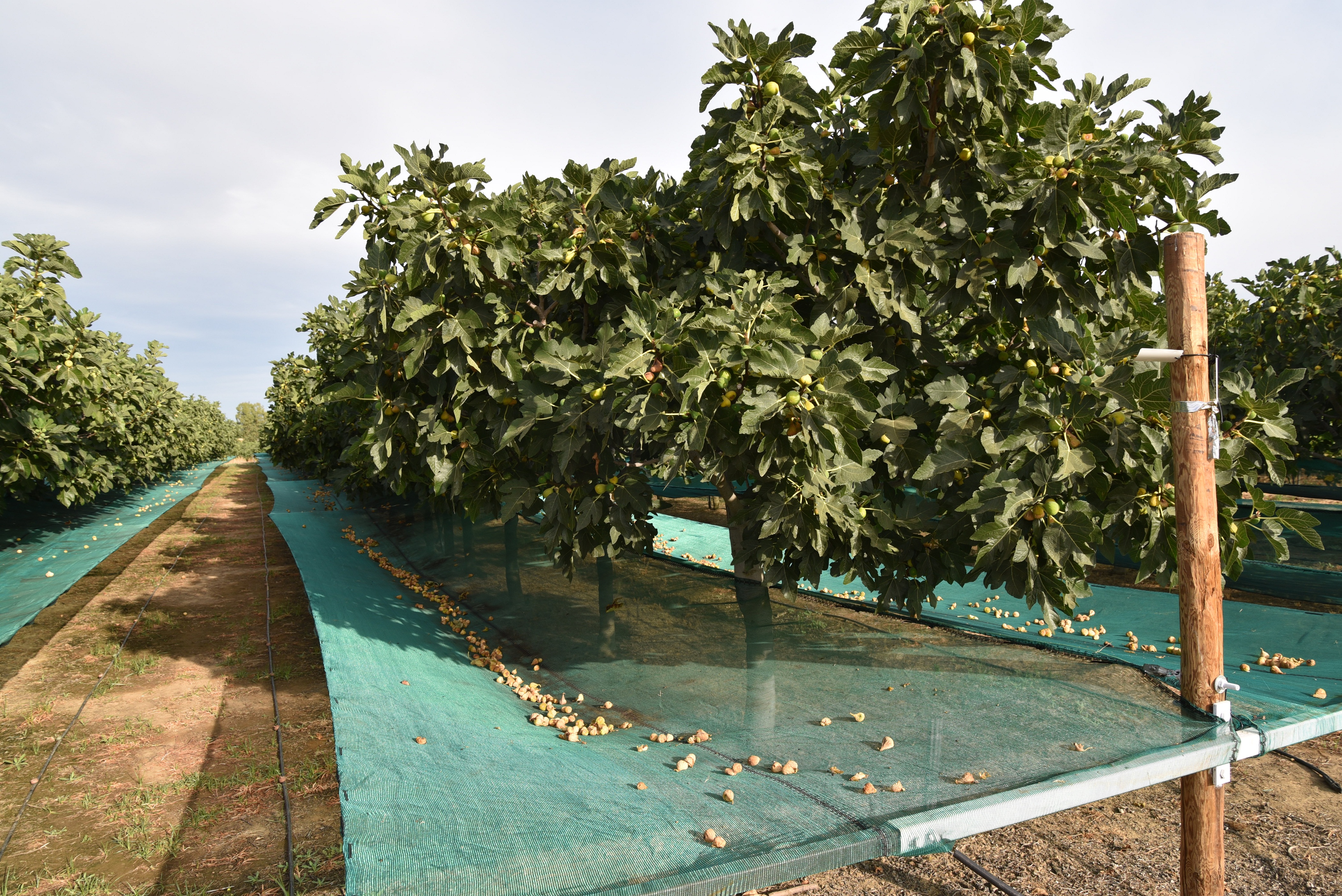 Ensaio de figo seco com redes de colheita