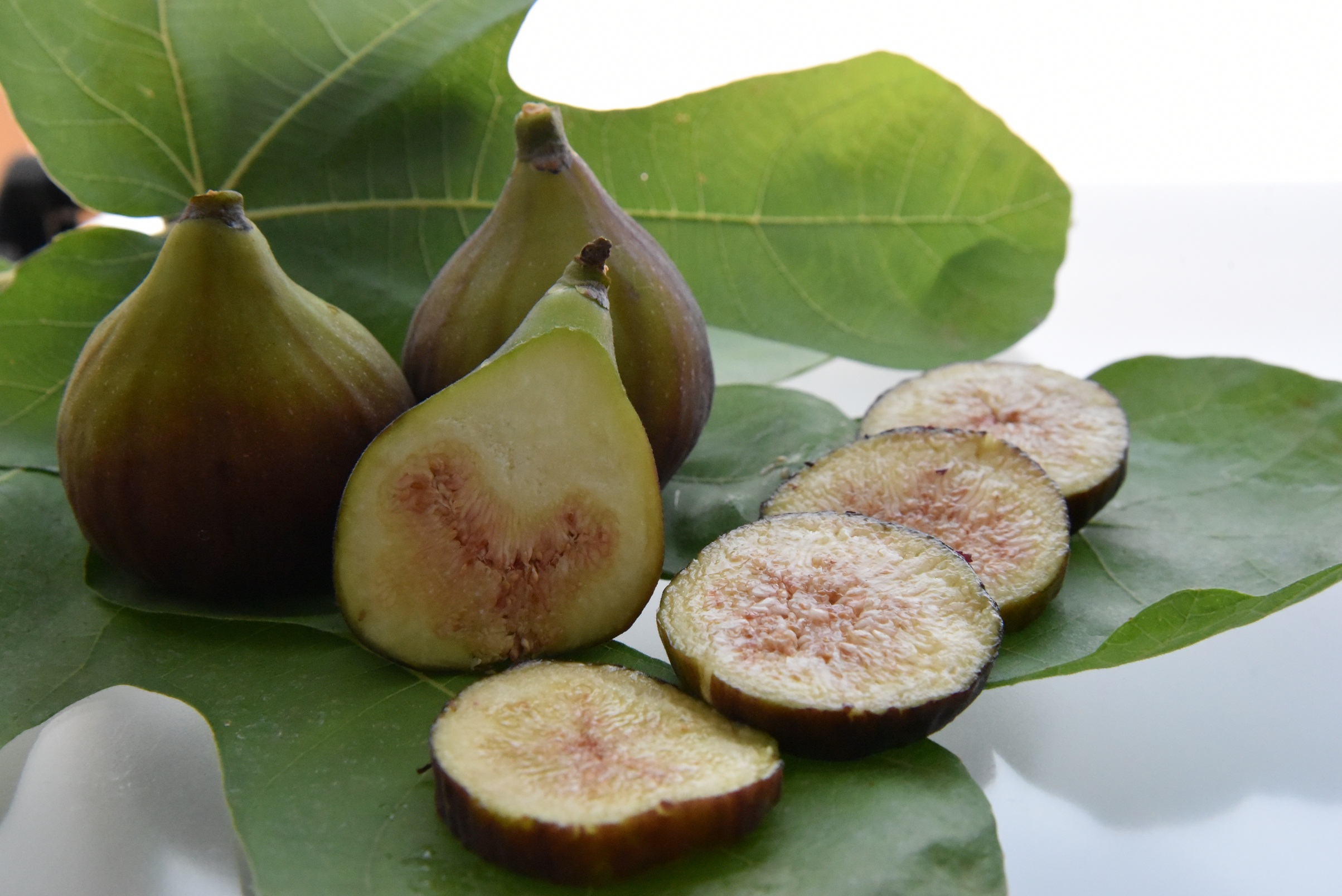 San Antonio fig tree variety for fresh