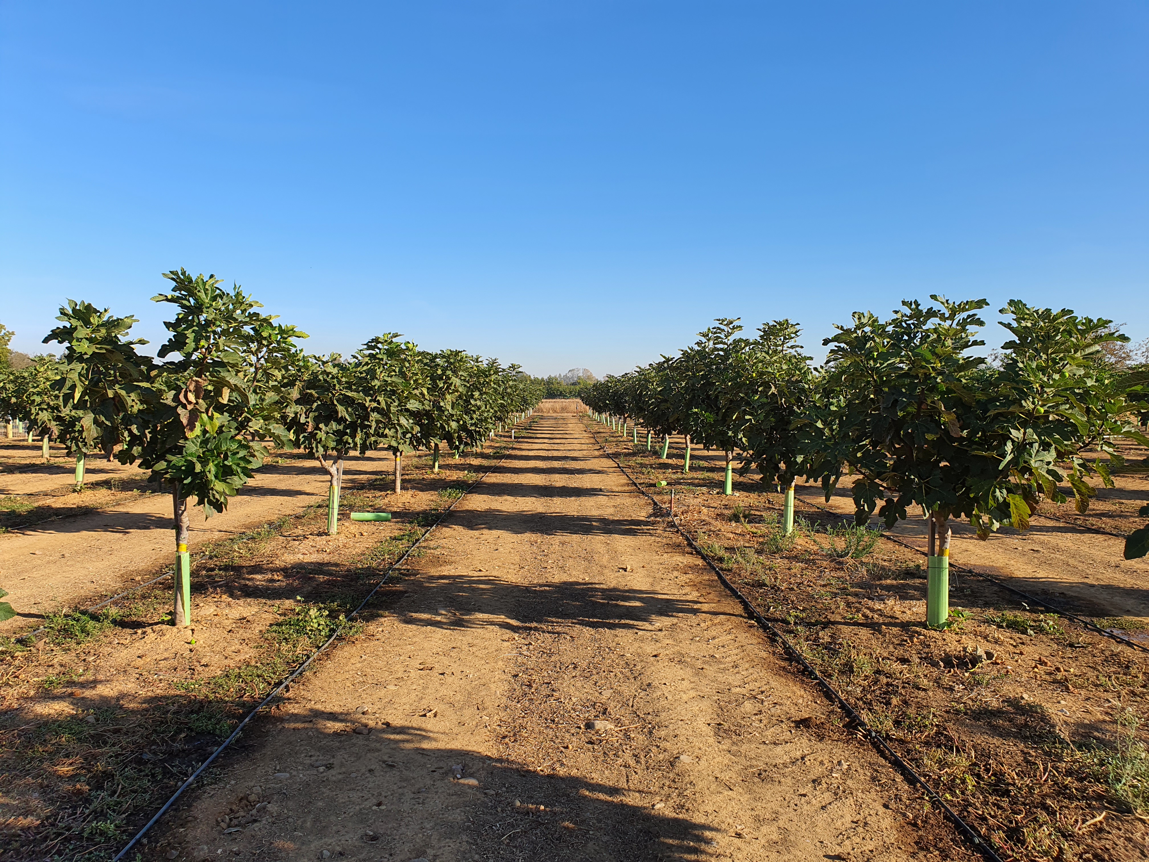 Detalle de plantación de higuera en riego