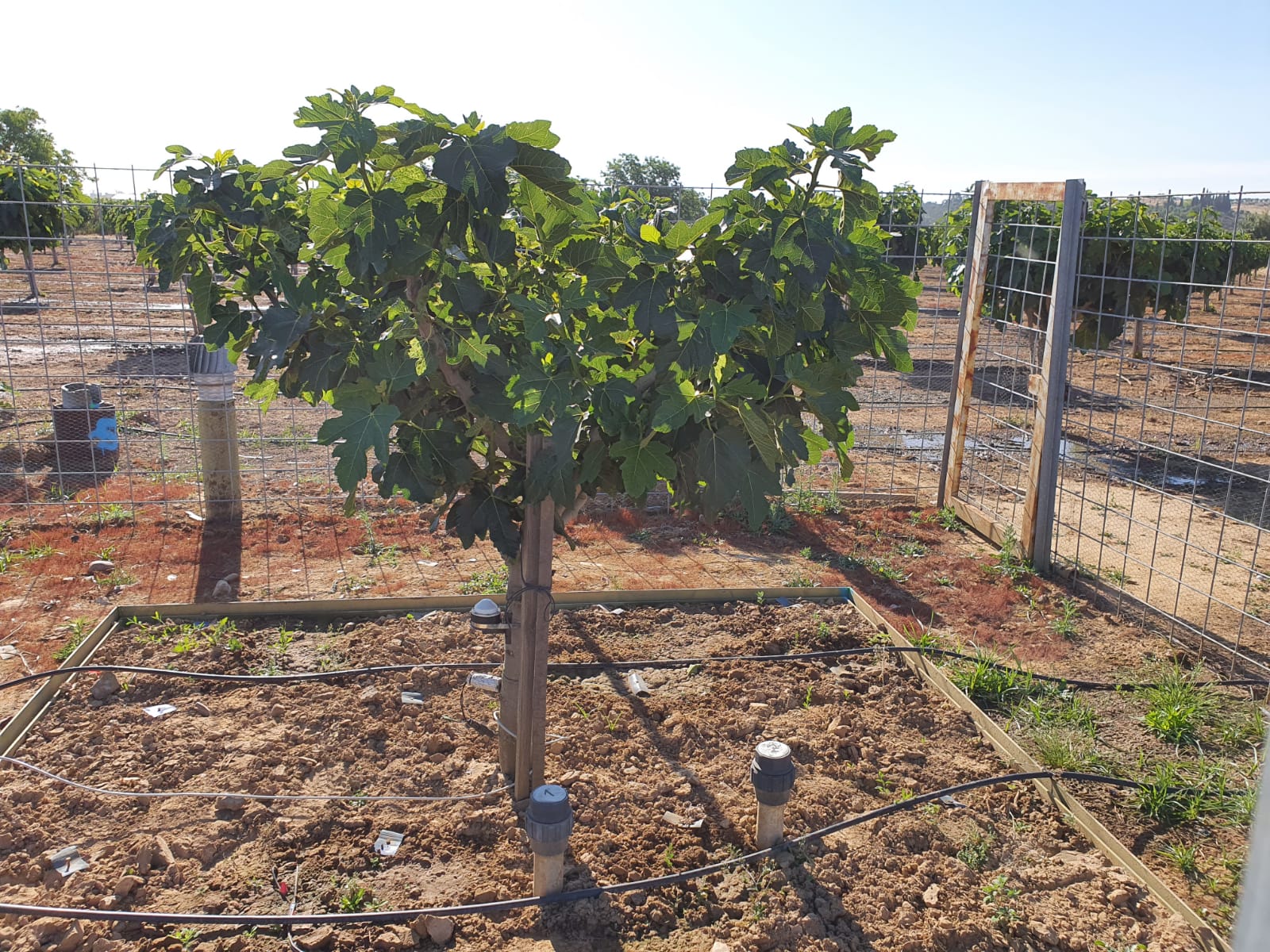 Lisímetro con planta de higuera con sensores para monitorizar el estado hídrico