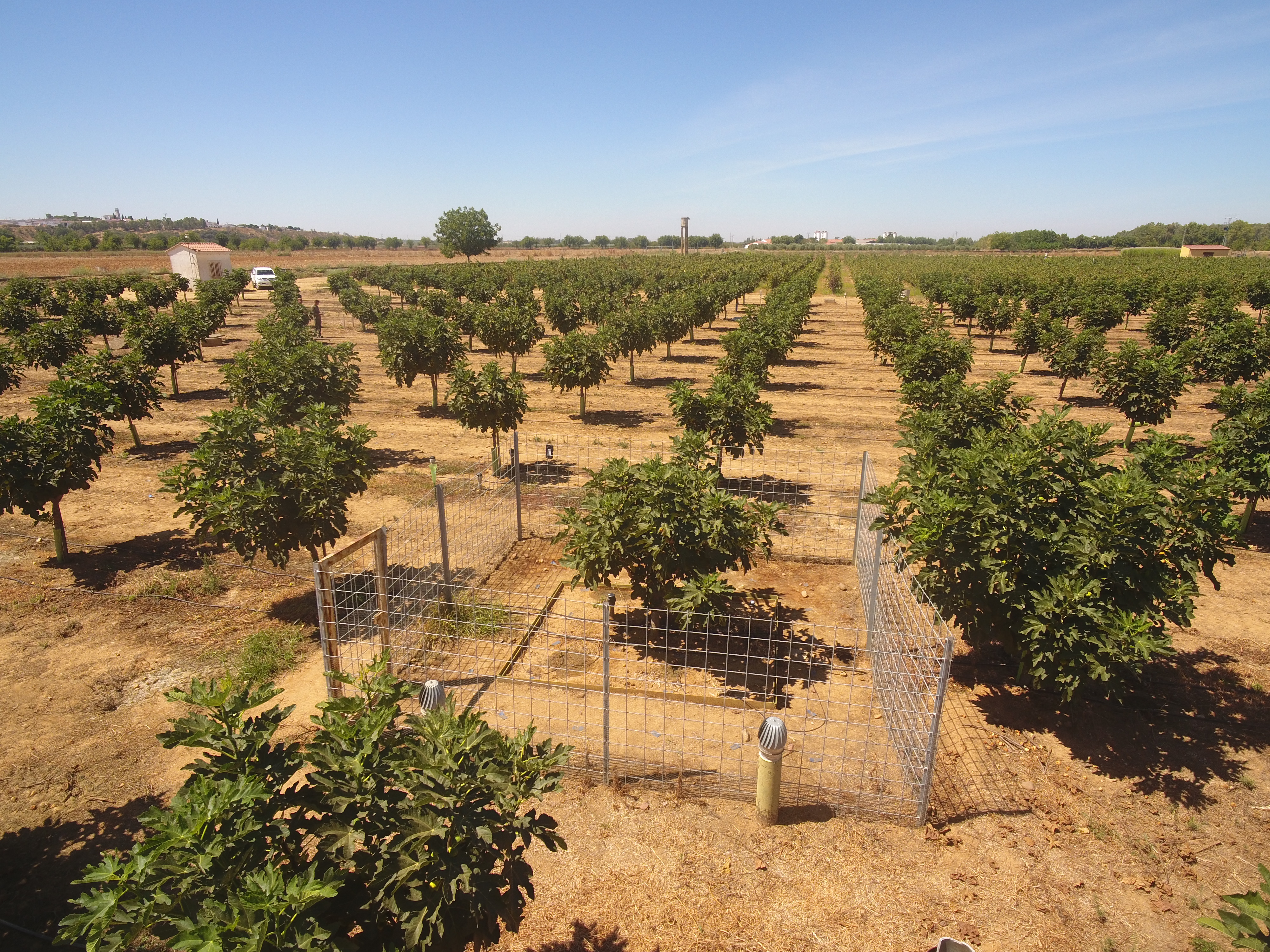 Plantación de higuera con el lisímetro