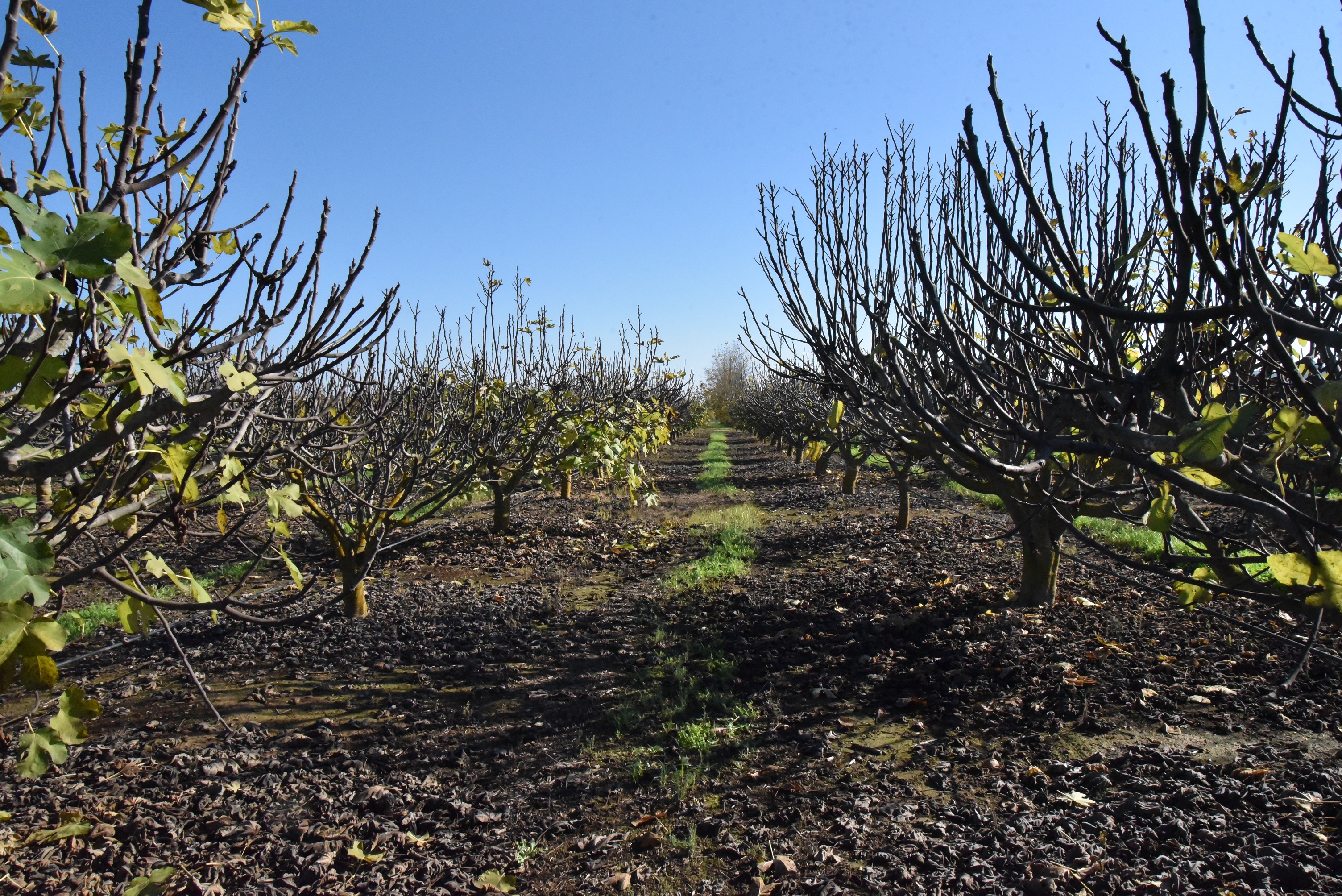 Fig tree plot