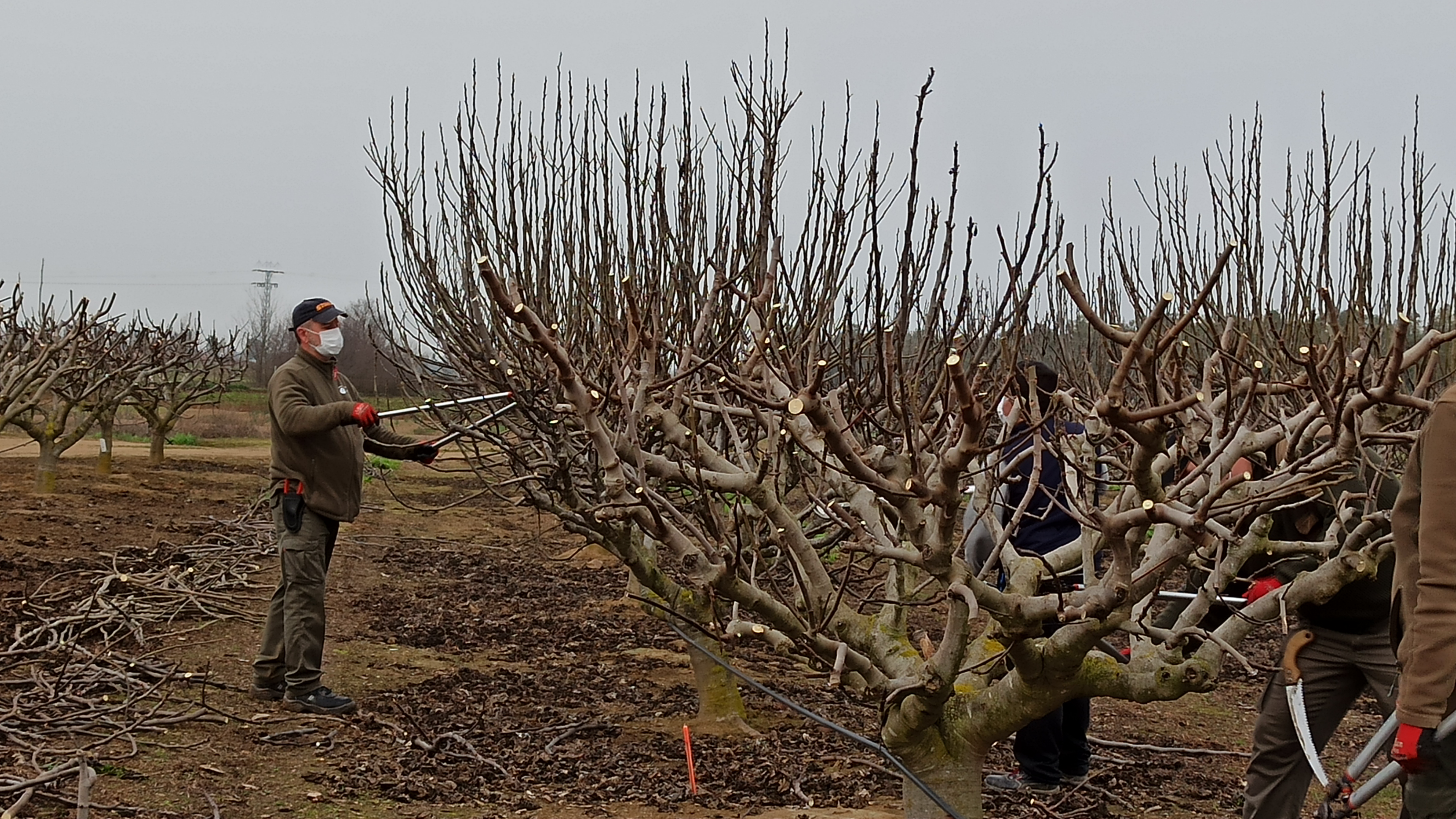Fig tree pruning work at CICYTEX