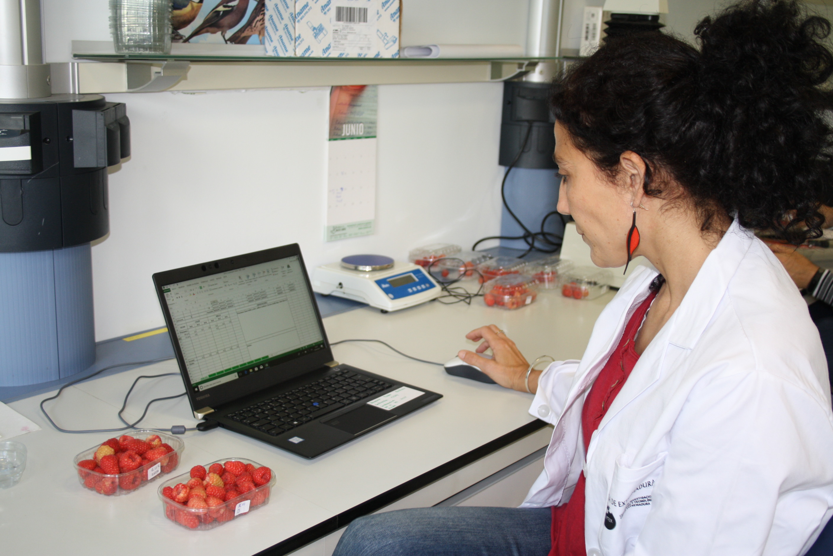 Observación de características de frutos de frambuesa en laboratorio