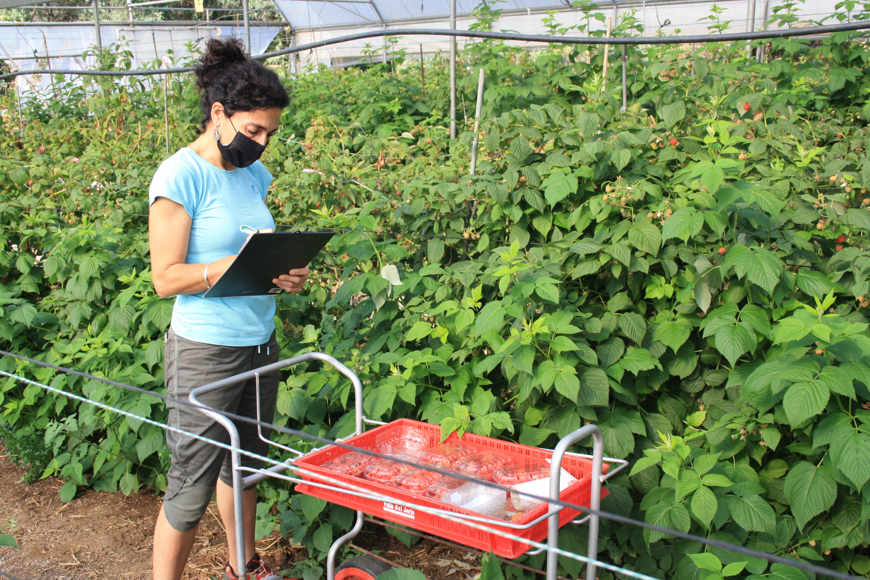 Toma de datos de plantas del programa de mejora de frambuesa