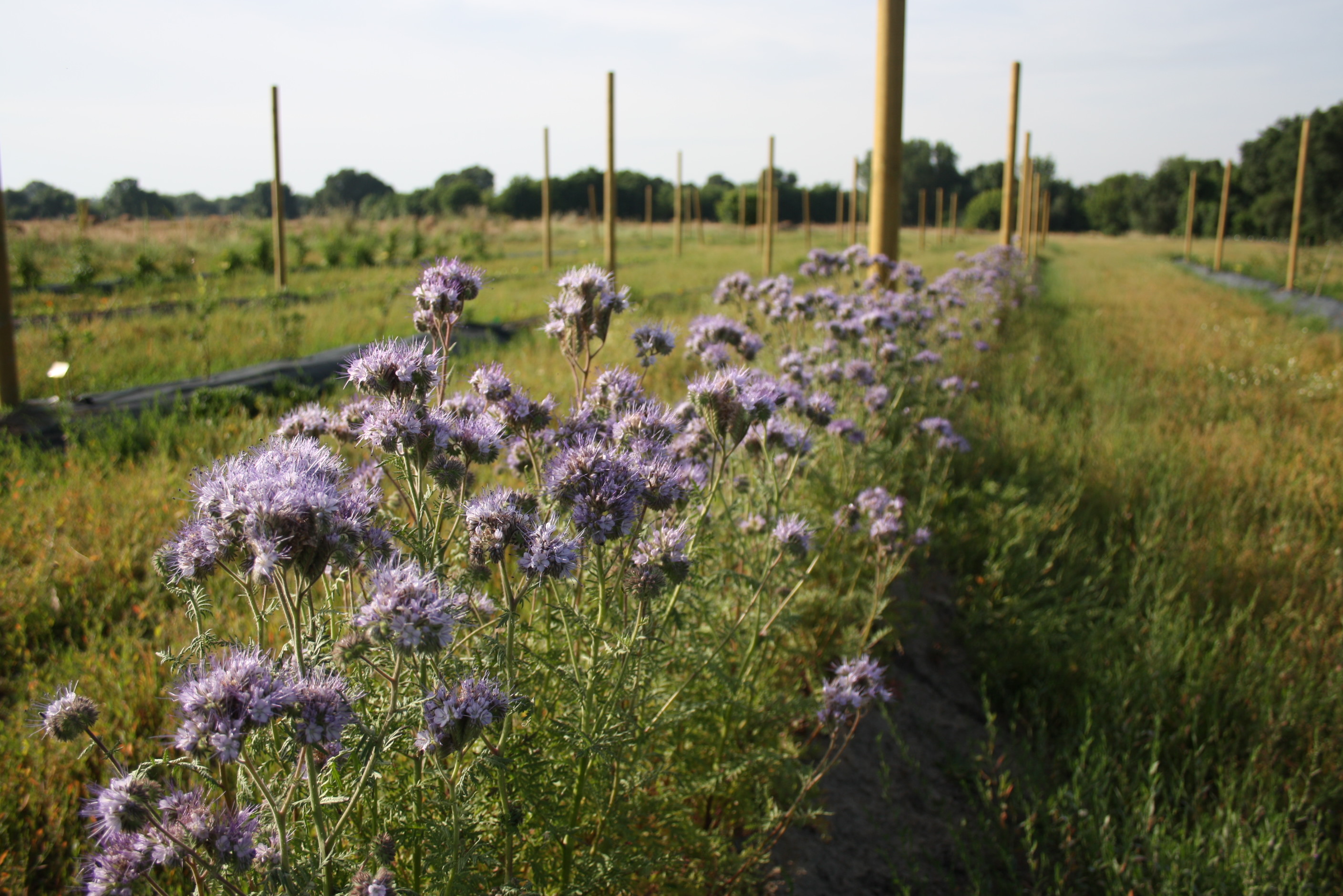 Floral bands in organic production of small fruits