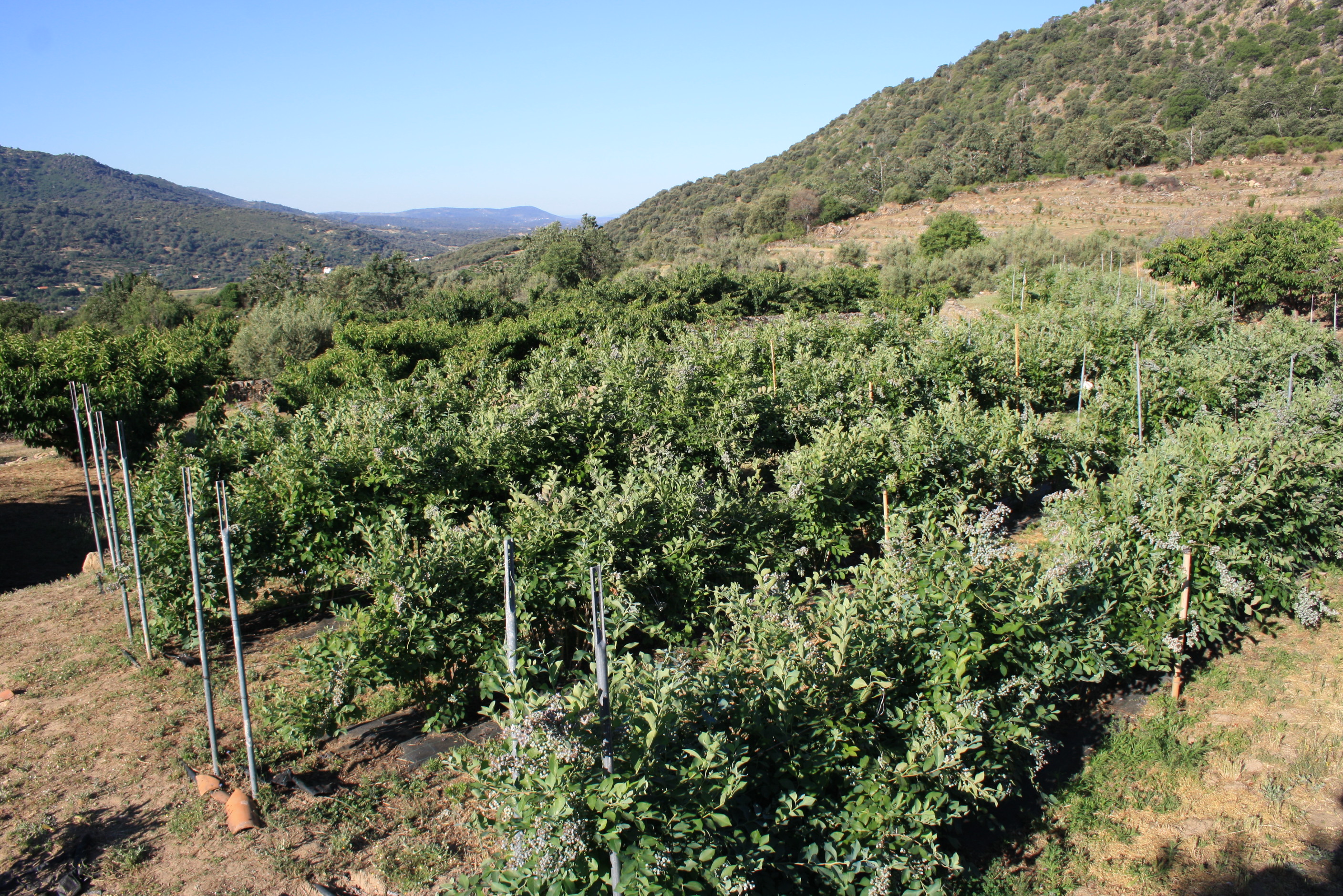 Blueberry plot