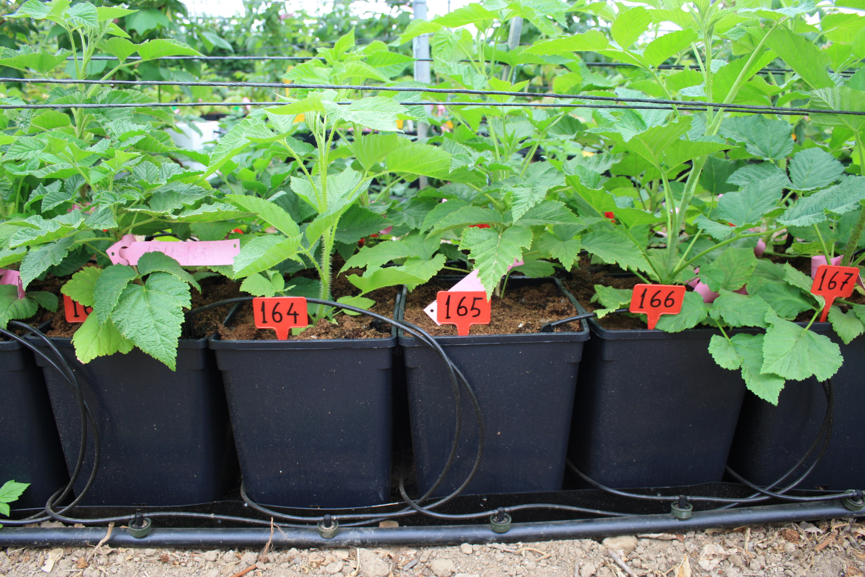 Raspberry plants from the breeding program