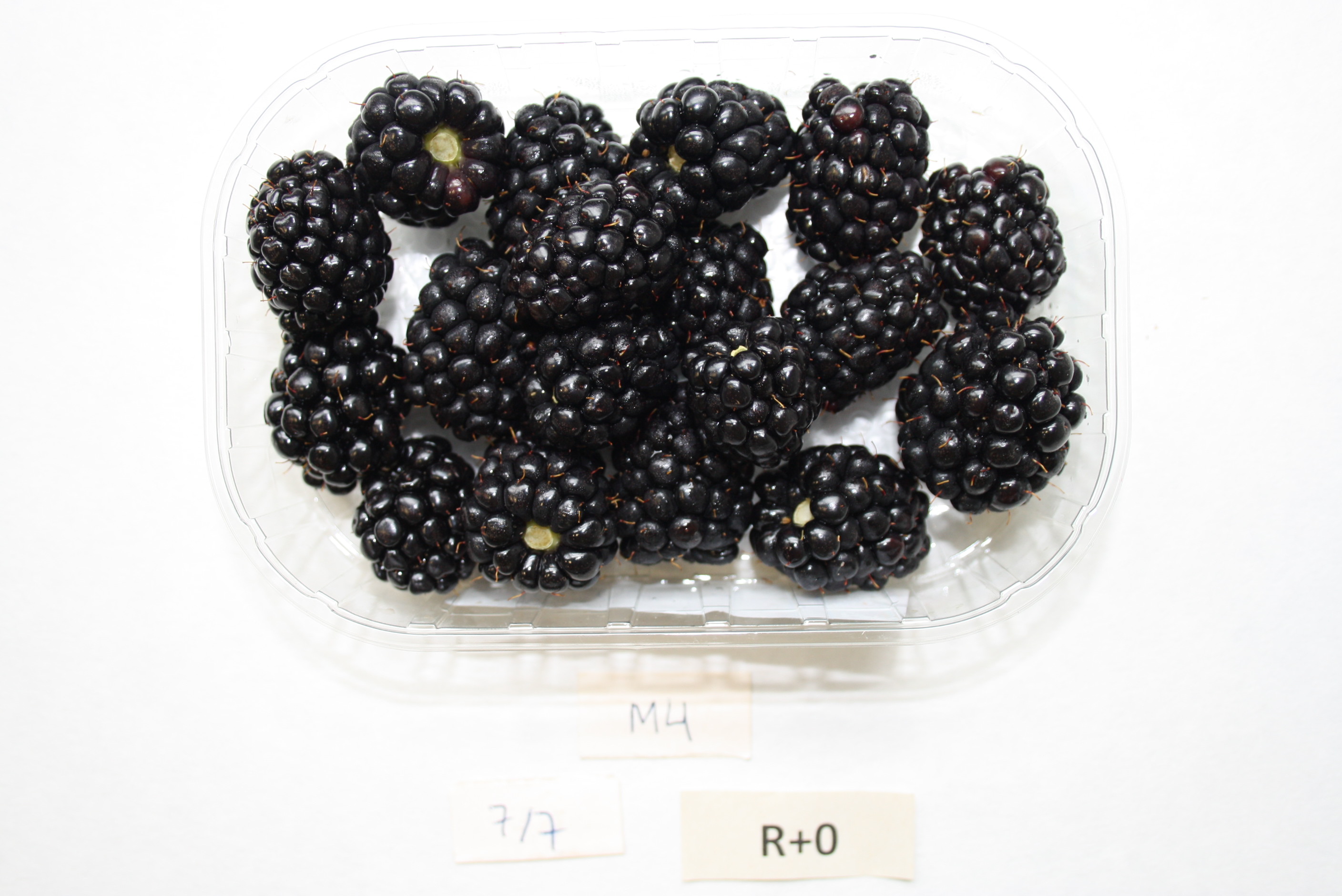 Blackberry variety cultivated