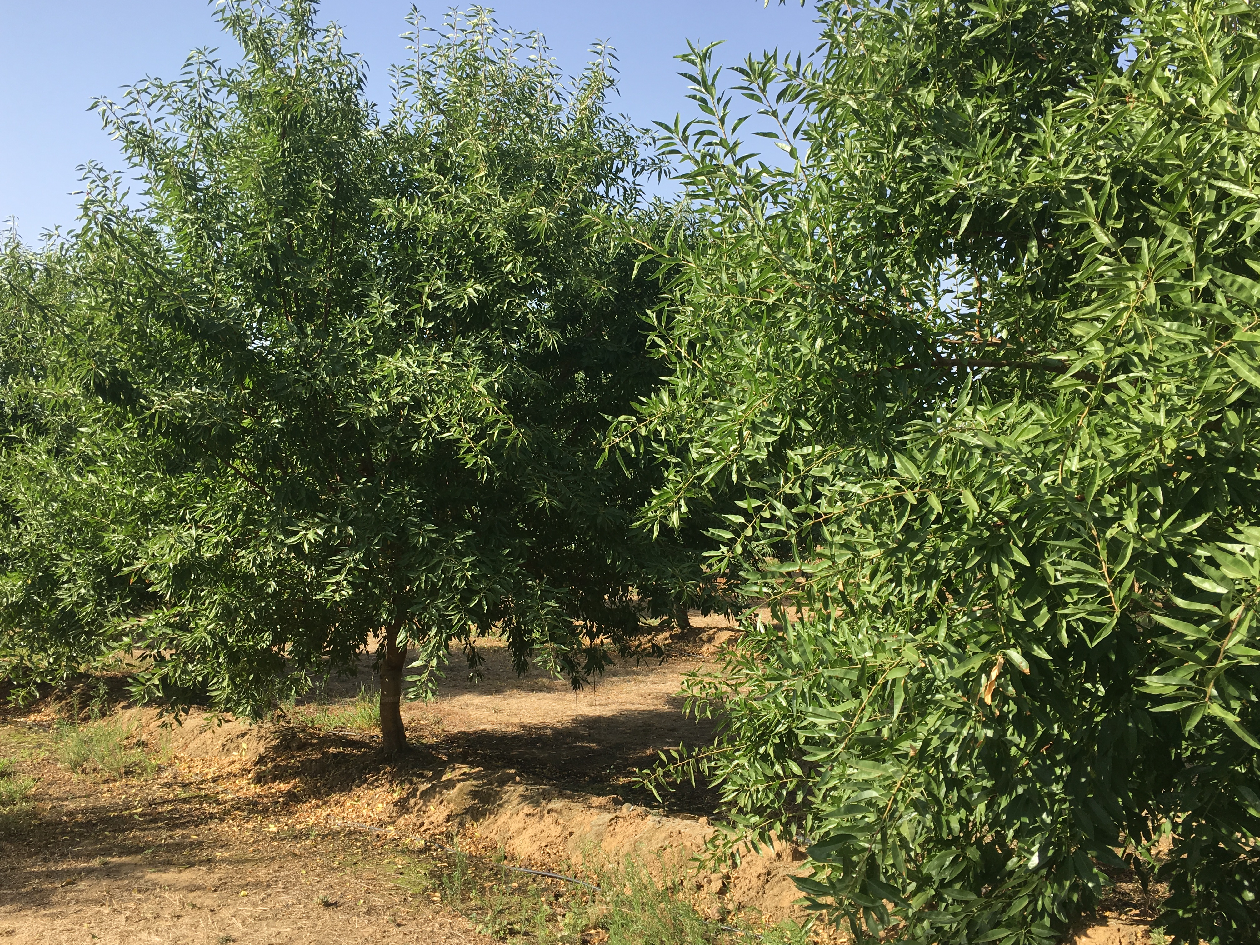 Intensive almond production model