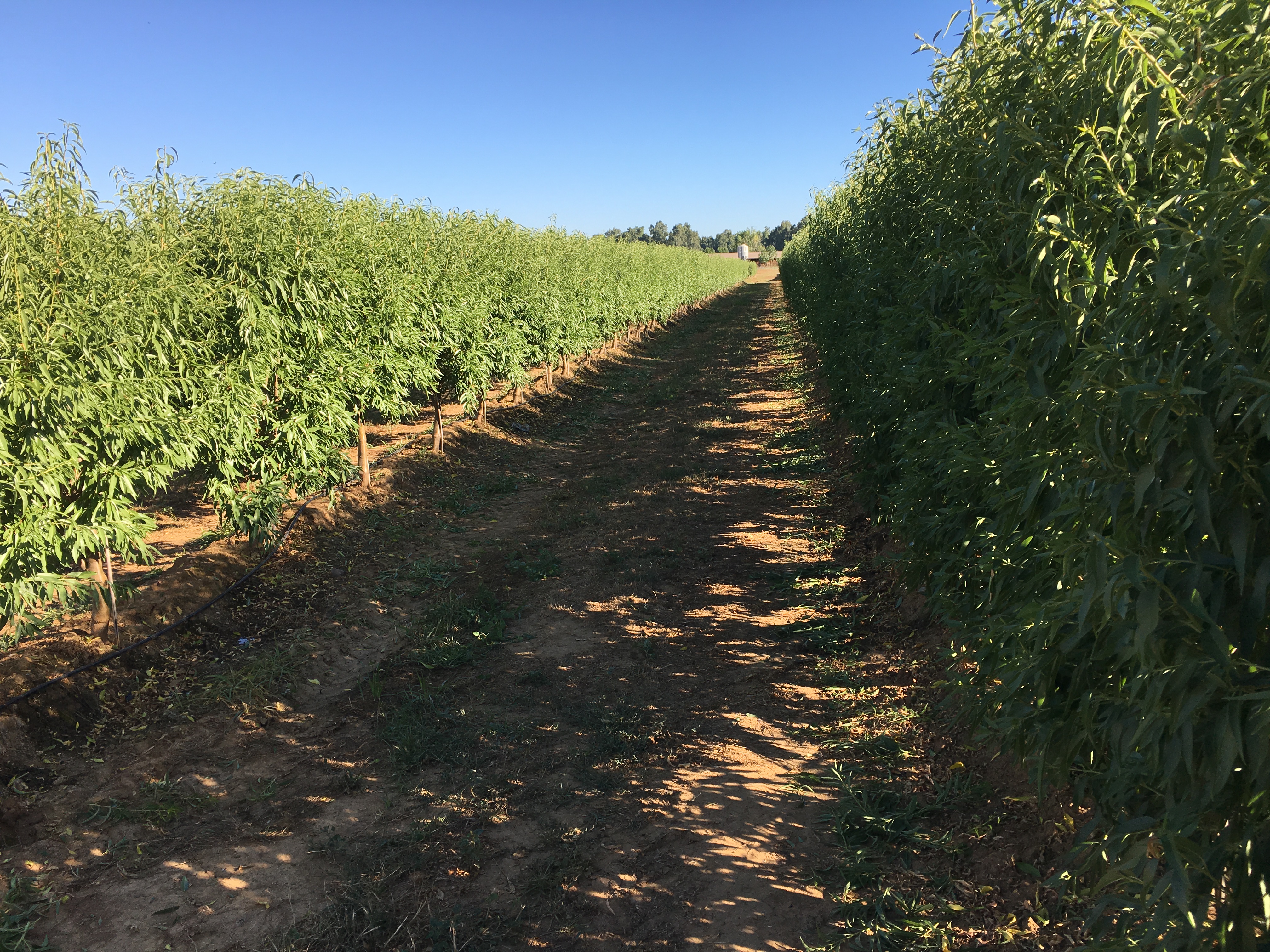 Super-intensive almond plantation