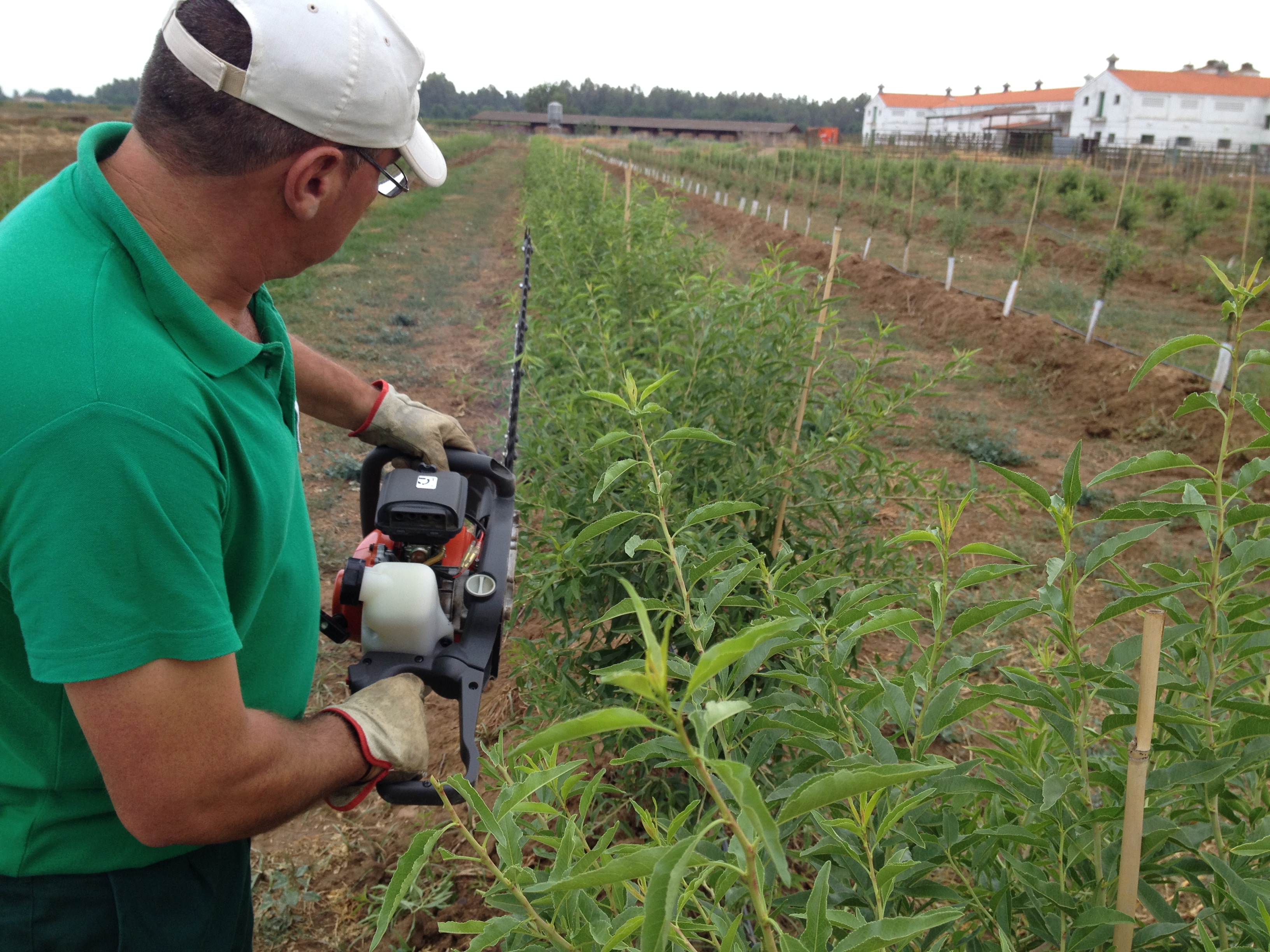 Poda de formação em plantações superintensivas de amêndoa