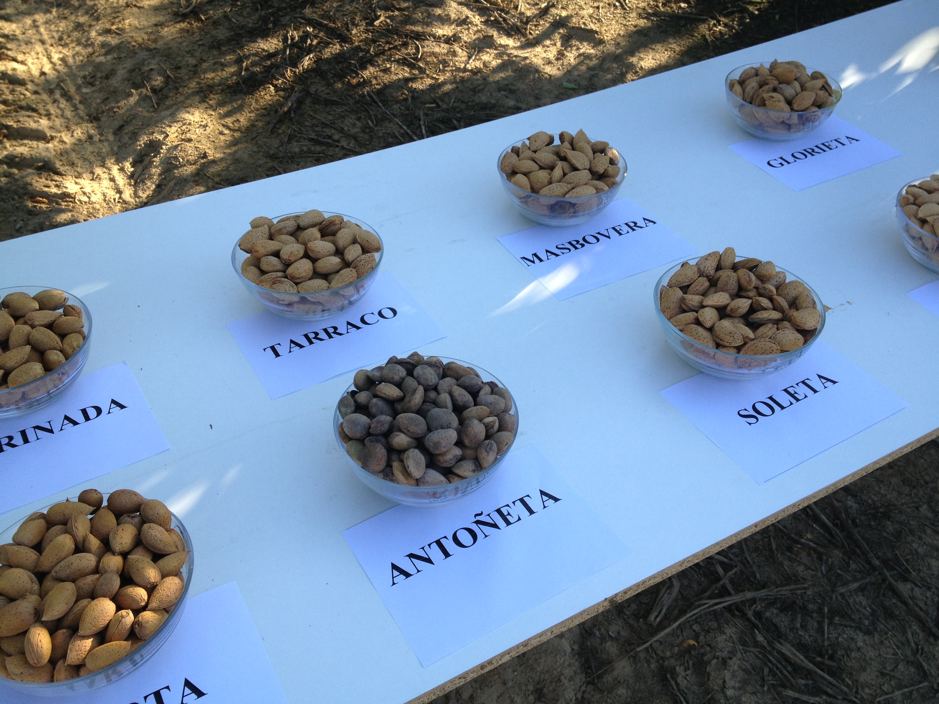 Types of almonds according to varieties