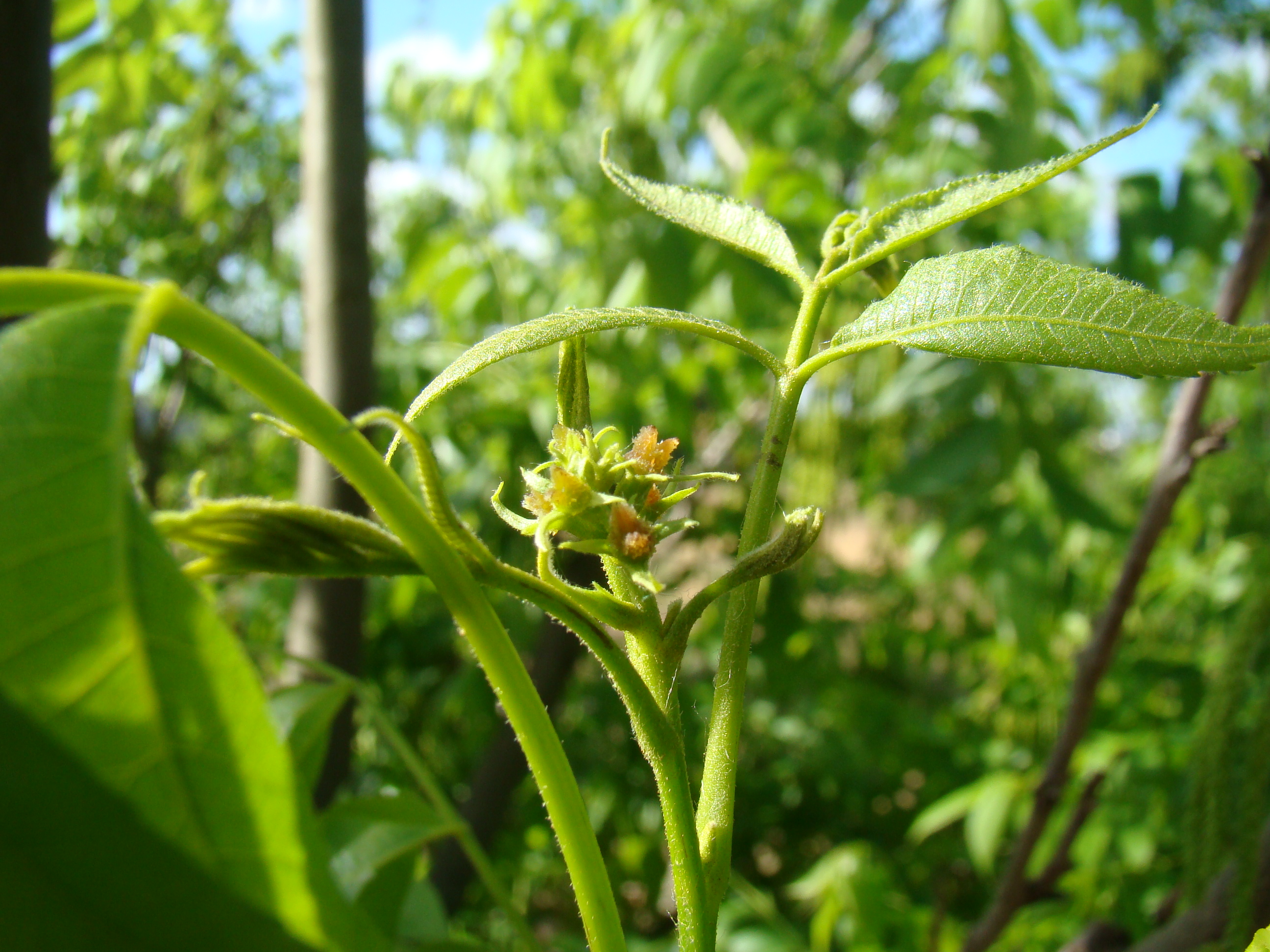 Female flower Kiowa variety of Pecano