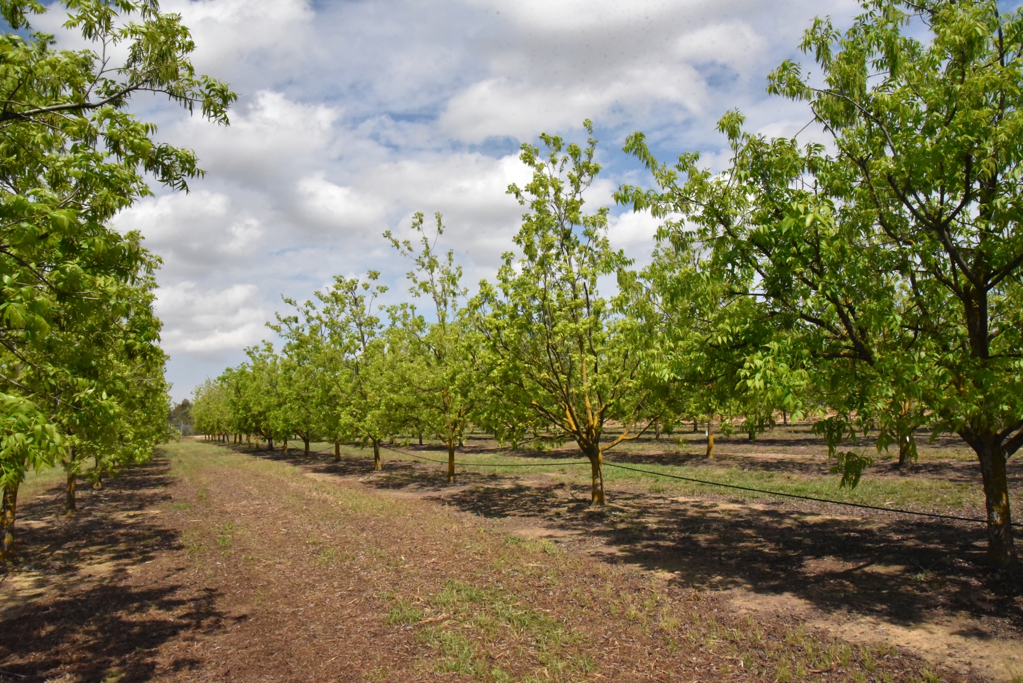 Collection of pecan Finca La Orden