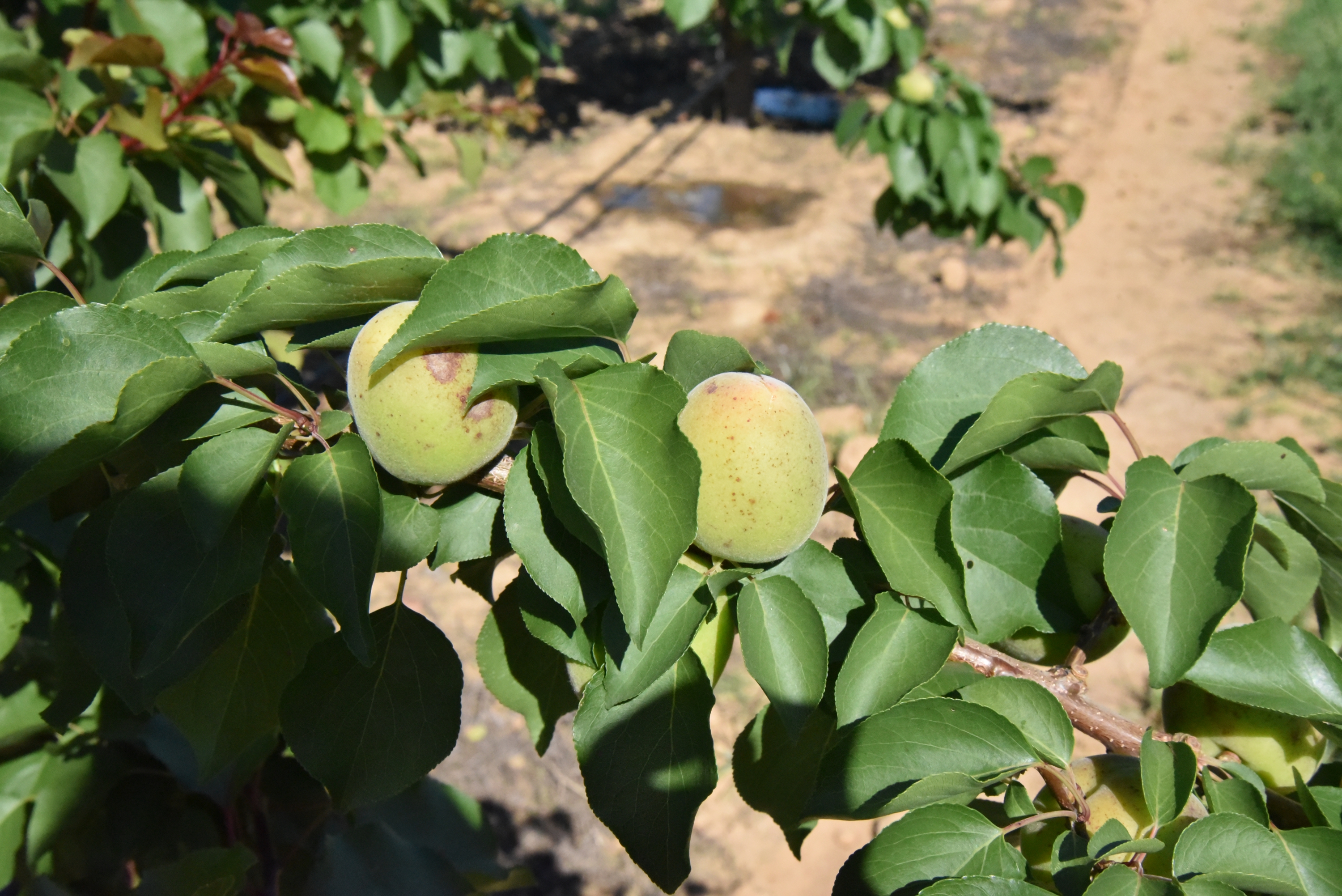 Apricot variety collection