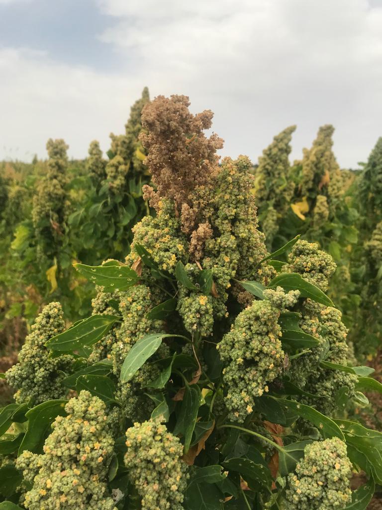 Detecção de anomalias na má adaptação a altas temperaturas na floração