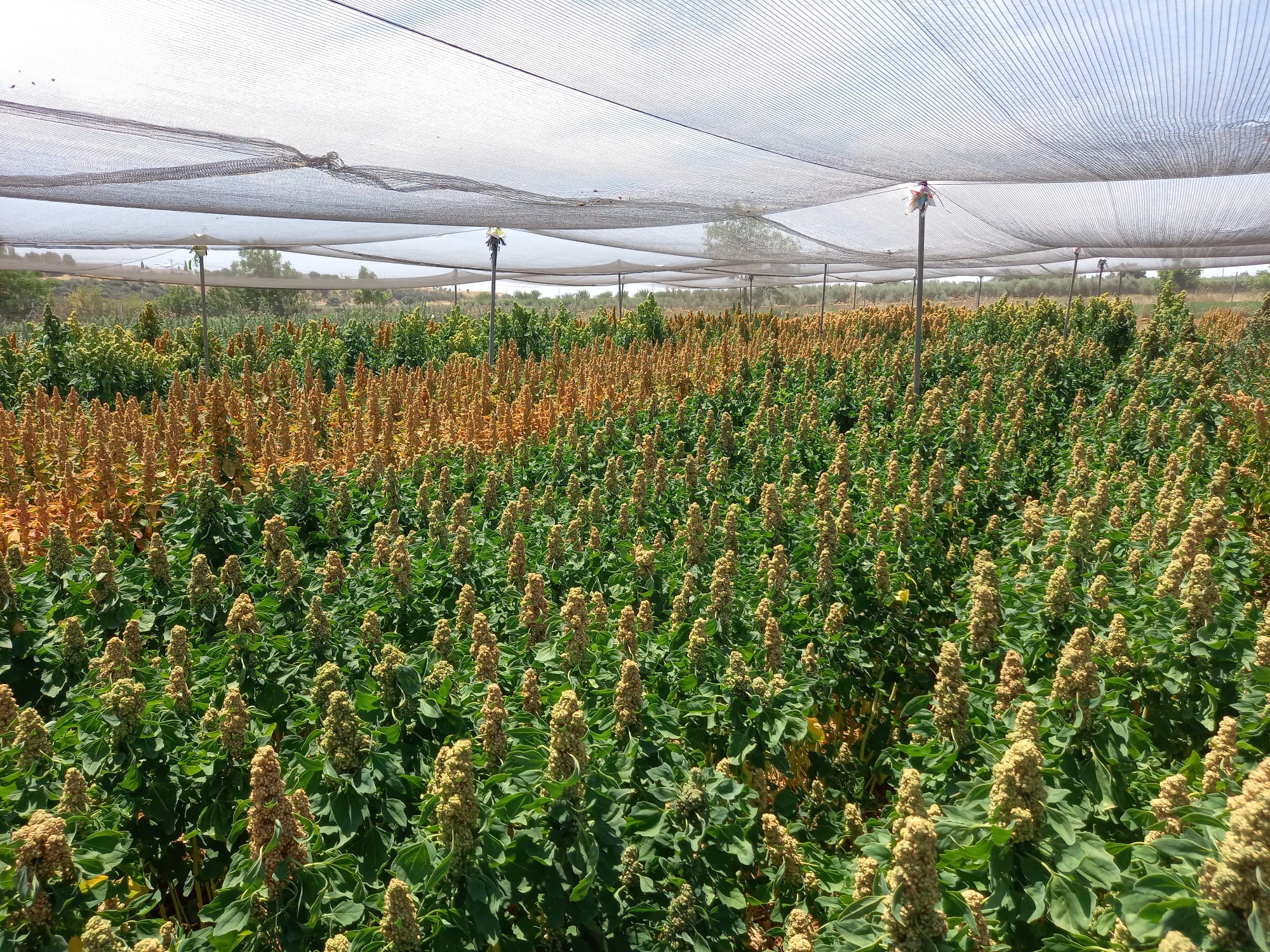 Avaliação agronômica de variedades de quinoa com diferentes manejos