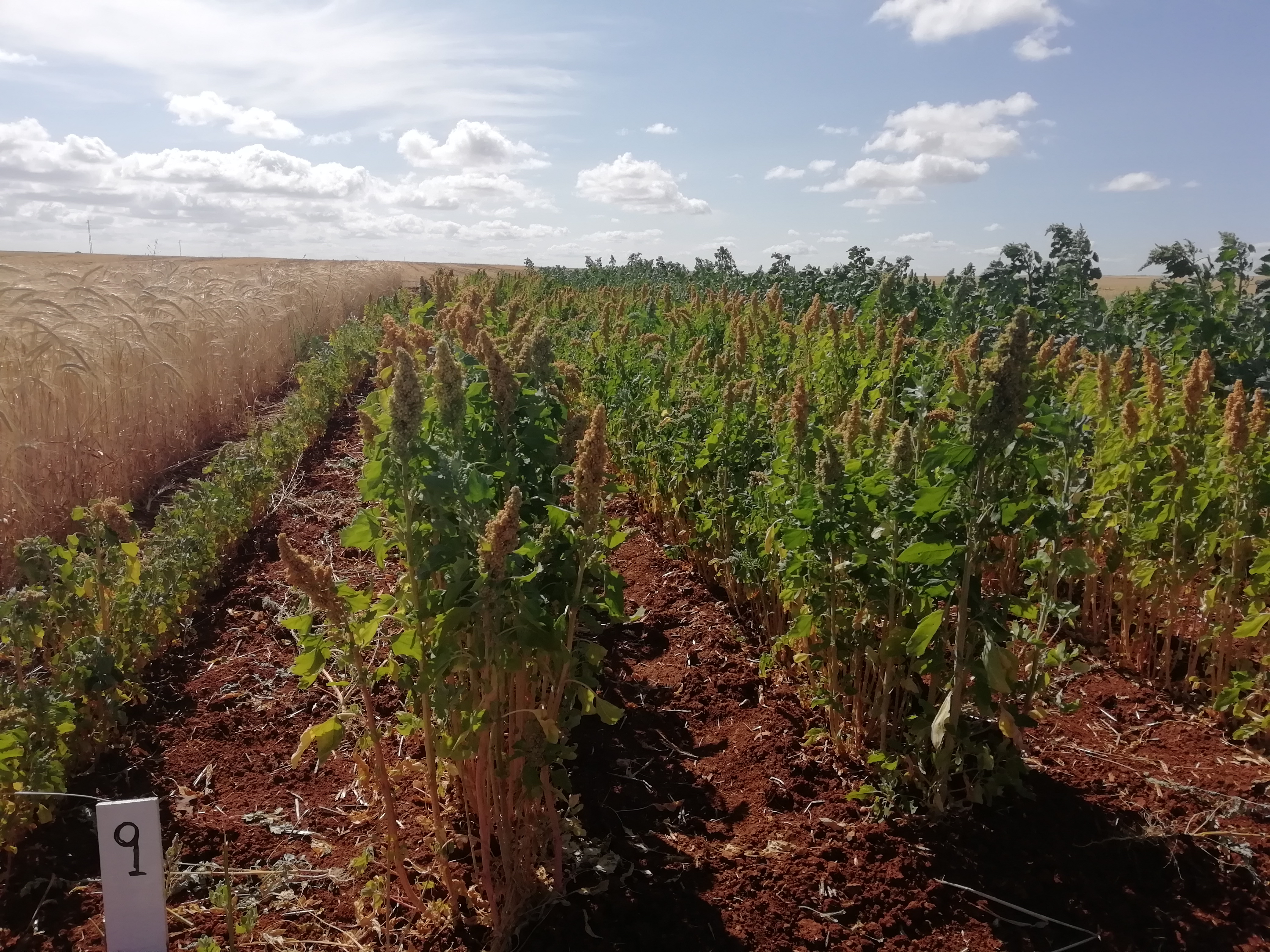 Evaluación de quinoa como alternativa en secano