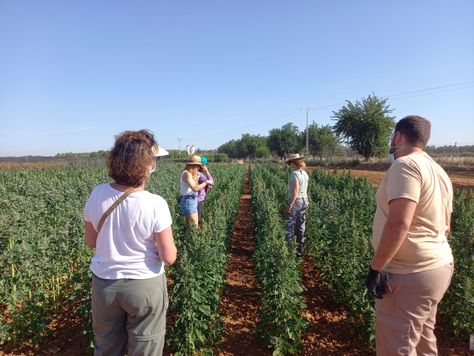 Mediciones fisiológicas en quinoa junto con UAM