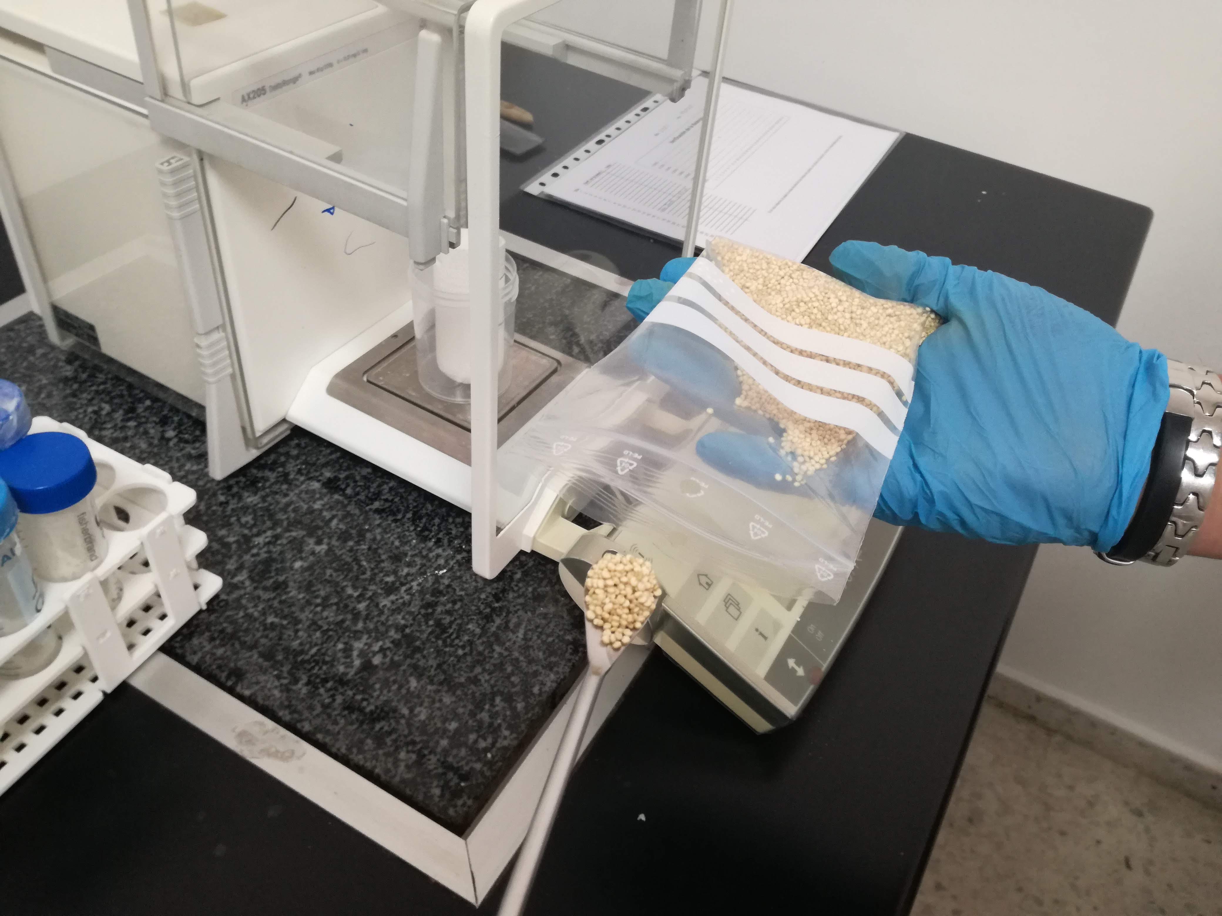 Weighing samples of quinoa