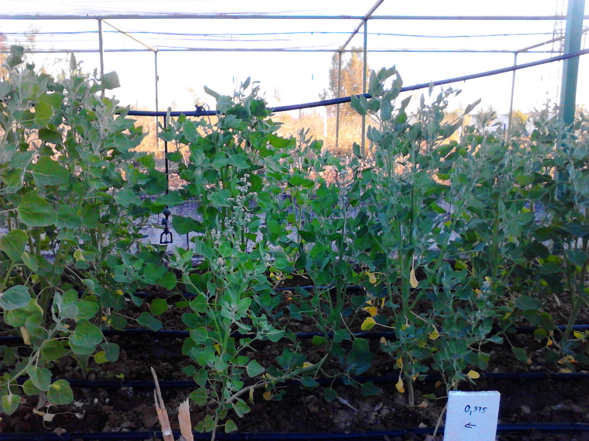 Monitoring of phenological adaptation in new varieties of quinoa