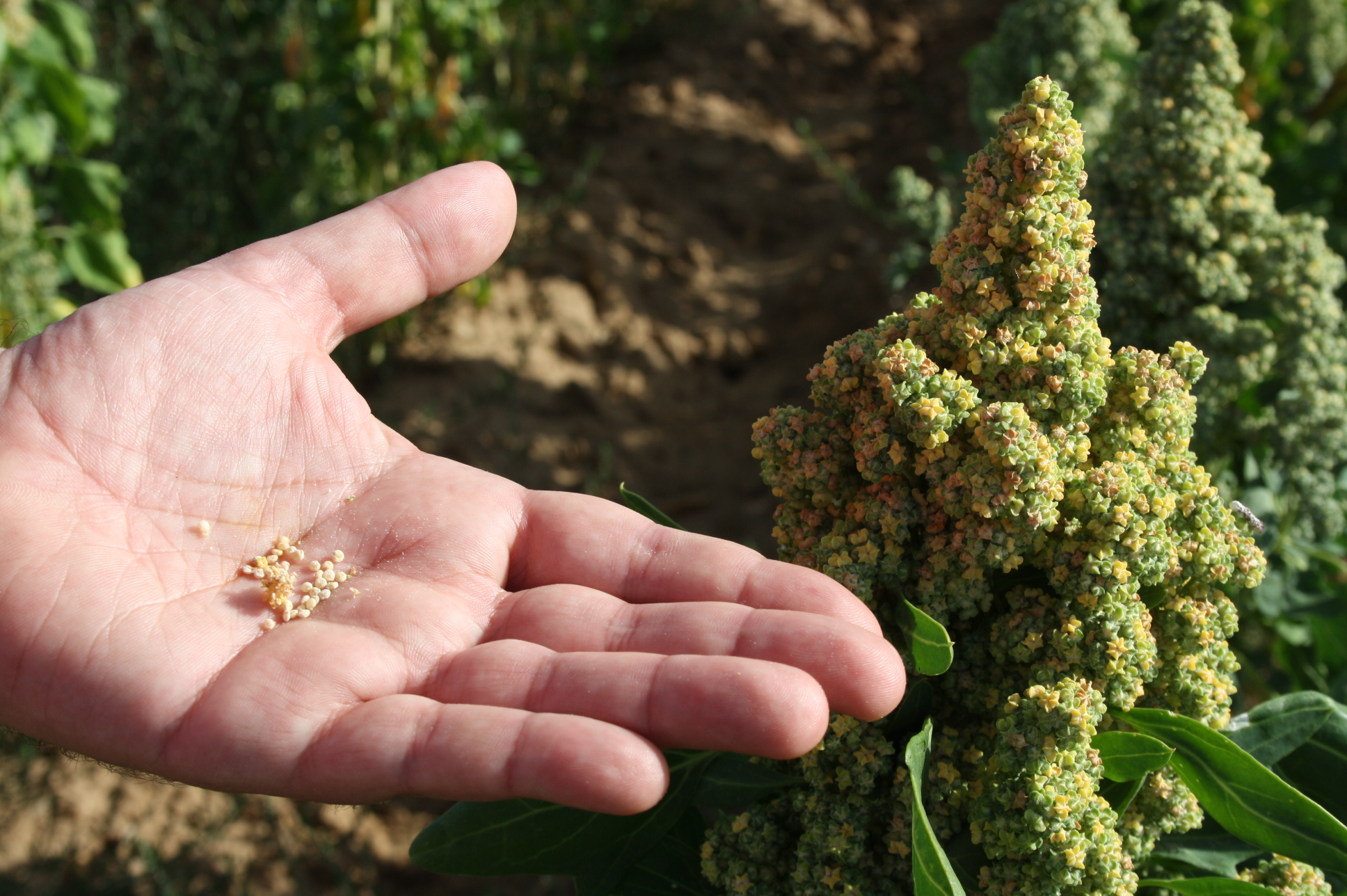 Quinoa Picked