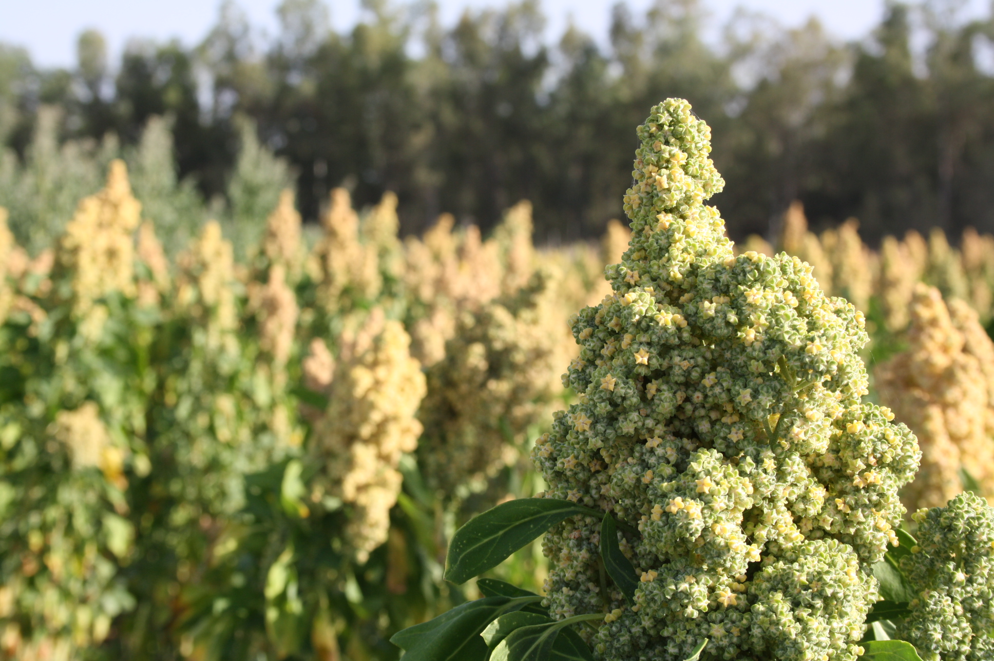 Planta de quinoa