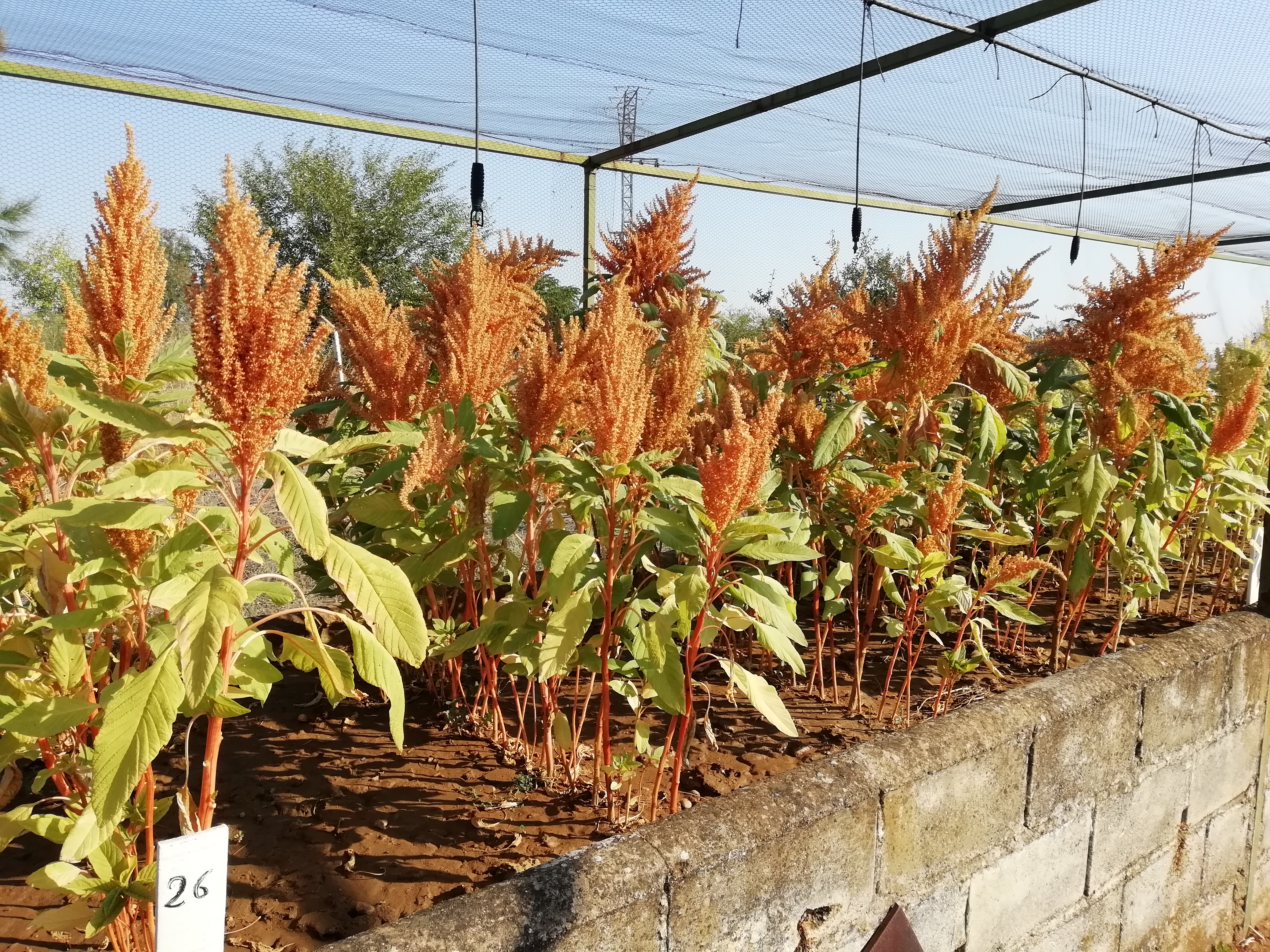 Amaranth. Evaluation and adaptation to our conditions