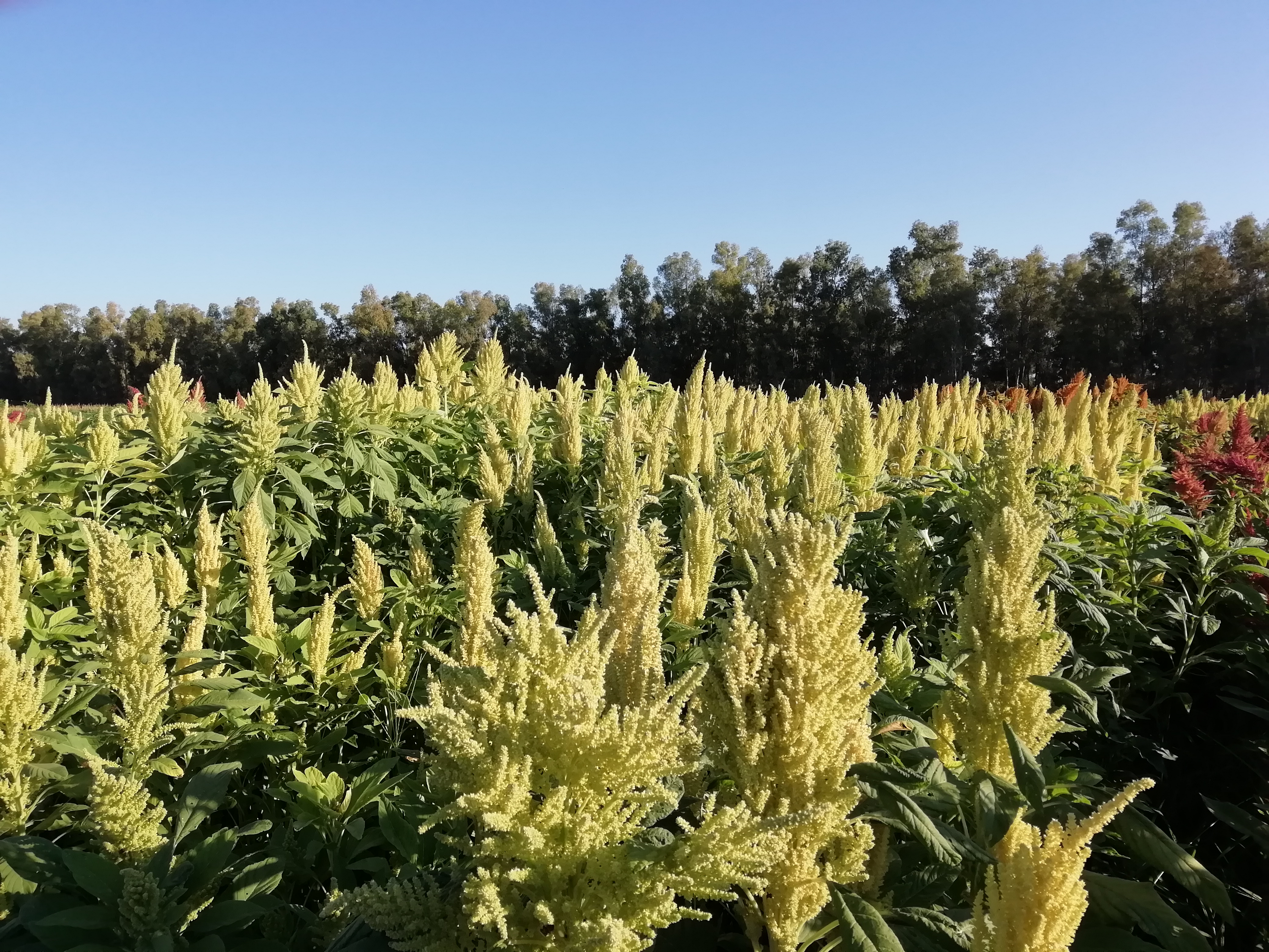 Amaranto. Avaliação agronômica de variedades adaptadas à nossa área