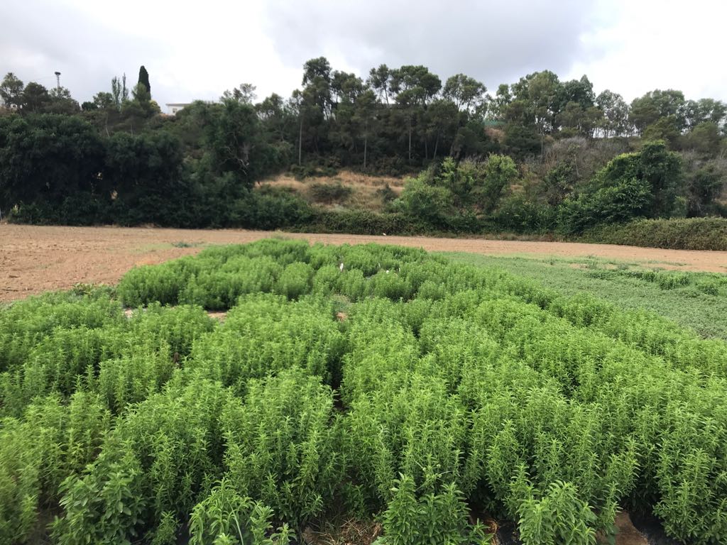 Estevia. Ensayo agronómico