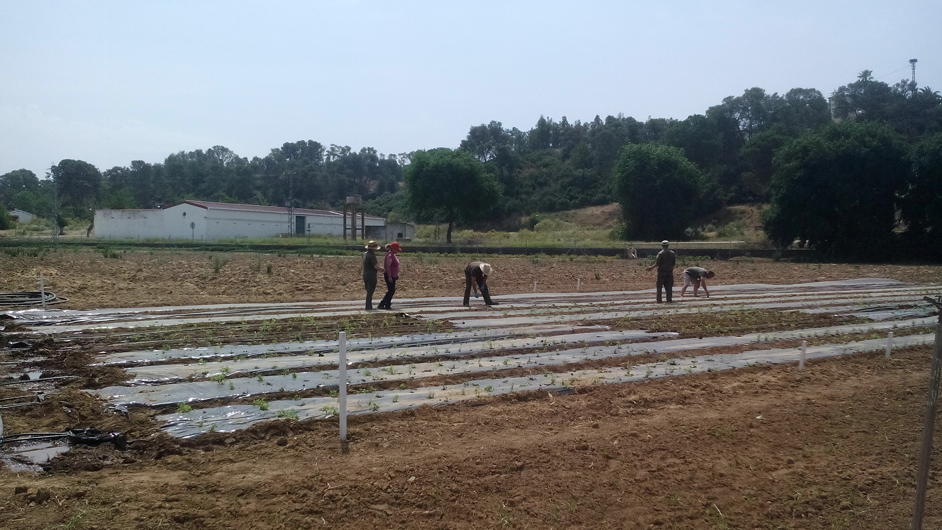 Estevia. Estudio de diferentes sistemas de plantación y manejo