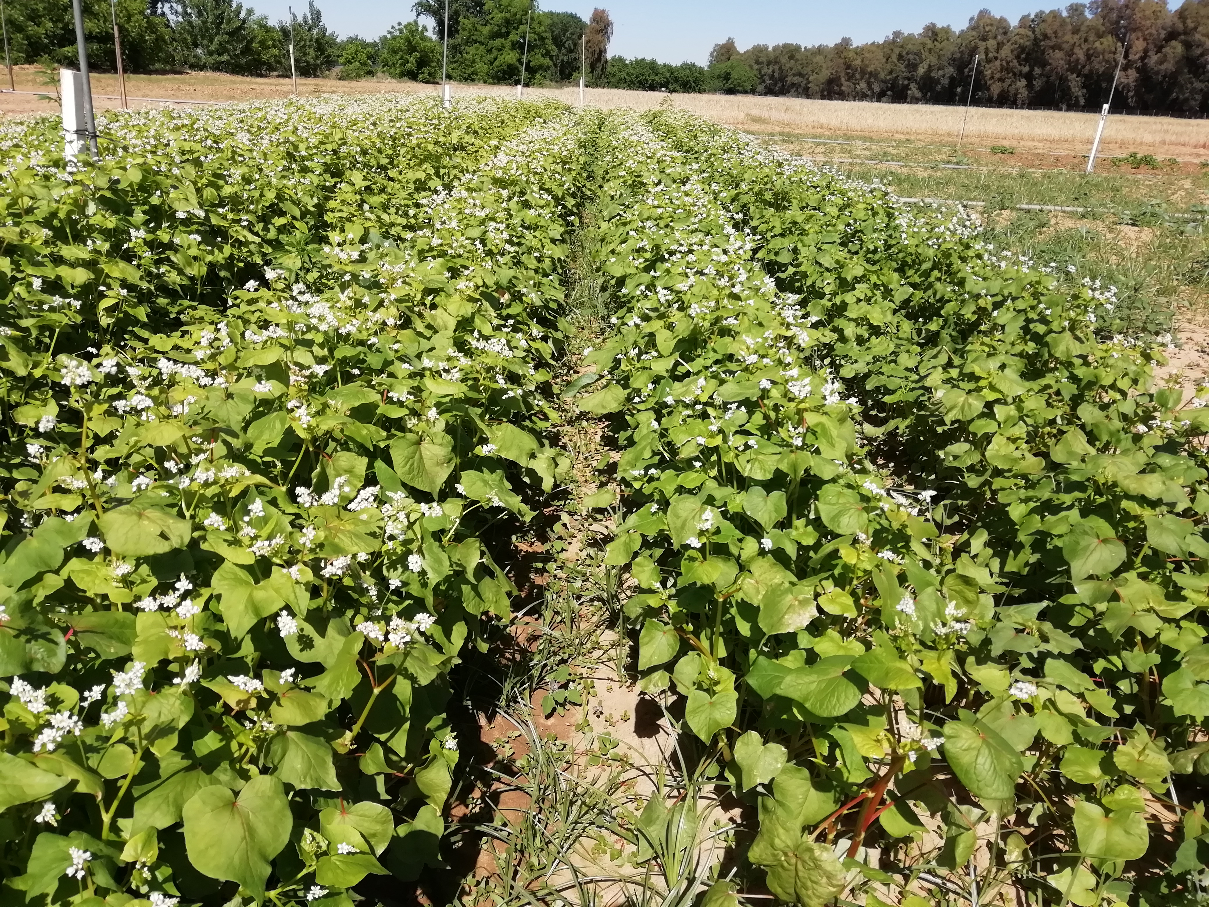 Evaluation of planting frames in buckwheat. Technical assistance to the company